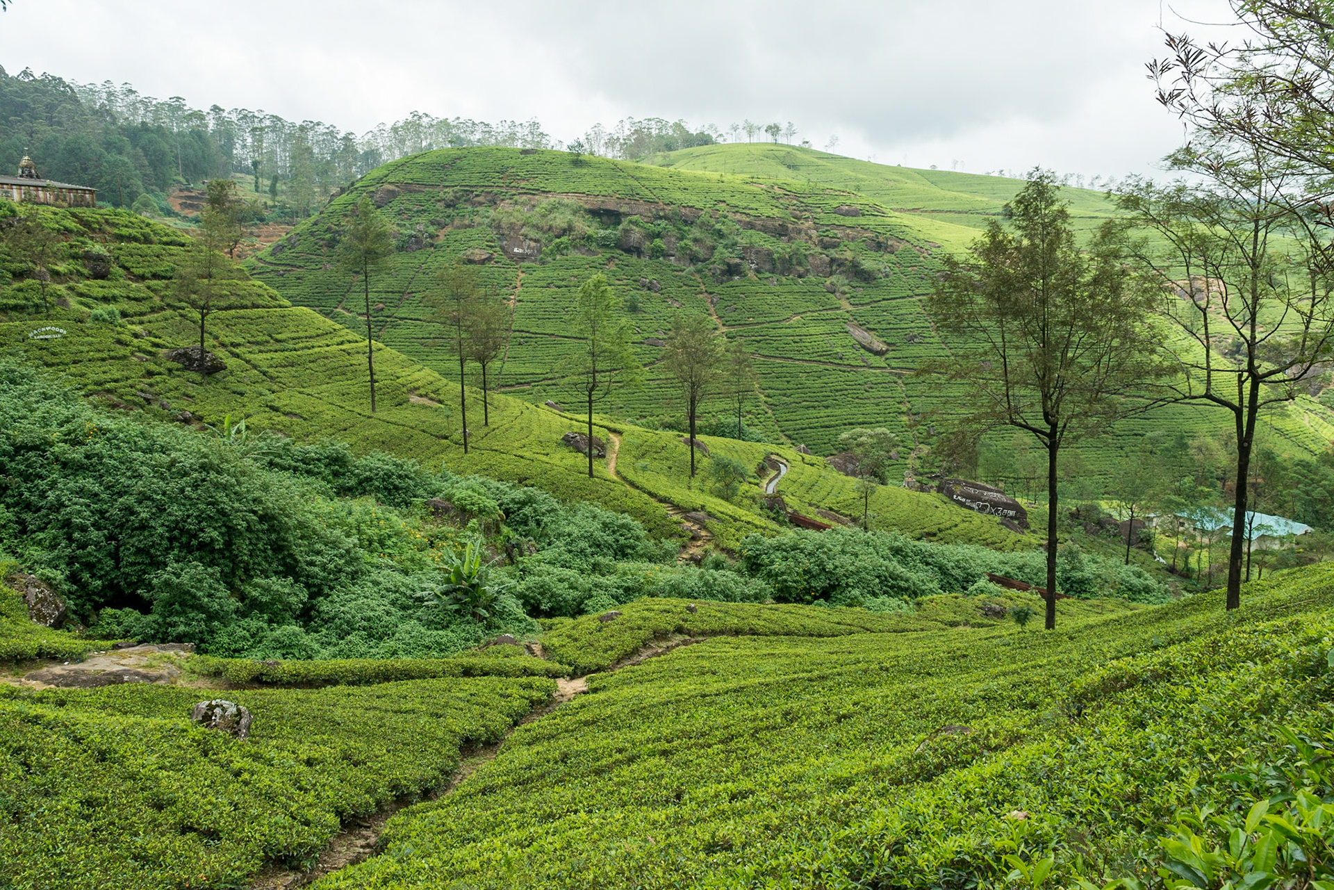 Sri Lanka, tea growing
