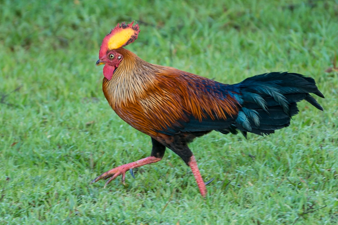 Sri Lanka, Yala National Park
