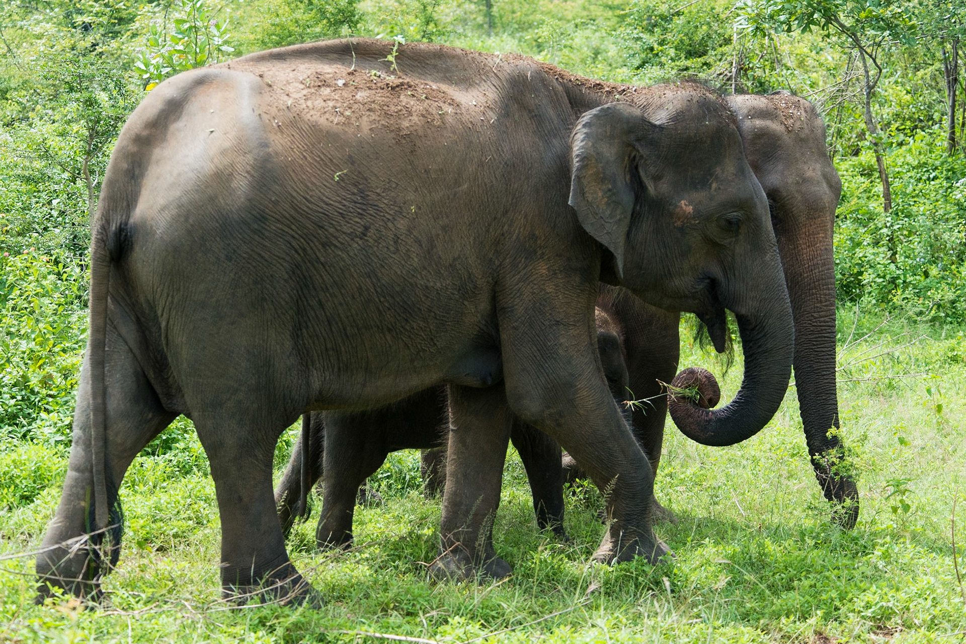 Sri Lanka, Udawalawe National Park