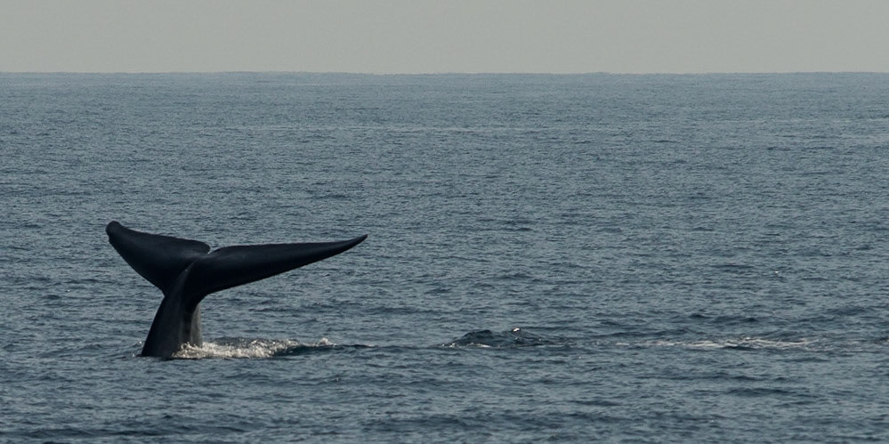 Sri Lanka, blue whale watching