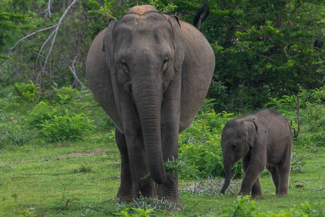 Sri Lanka, Yala National Park