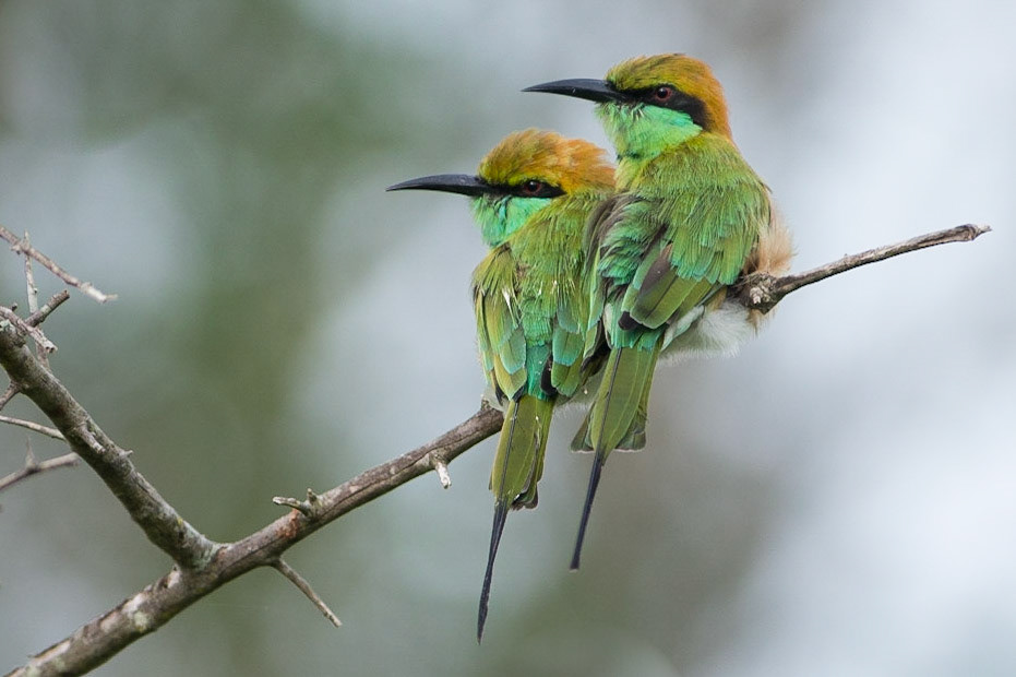 Sri Lanka, Yala National Park