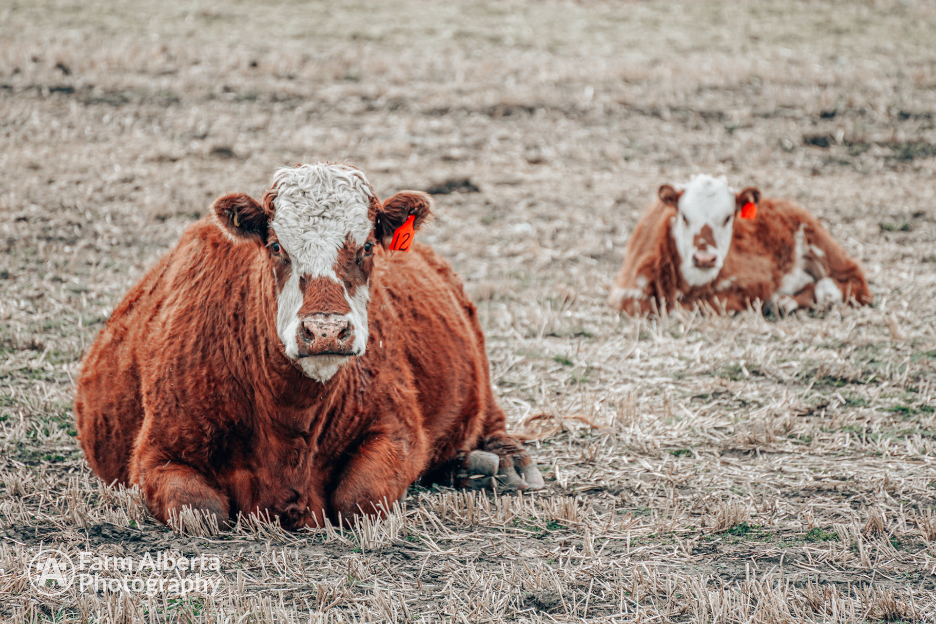 I don't want to moove