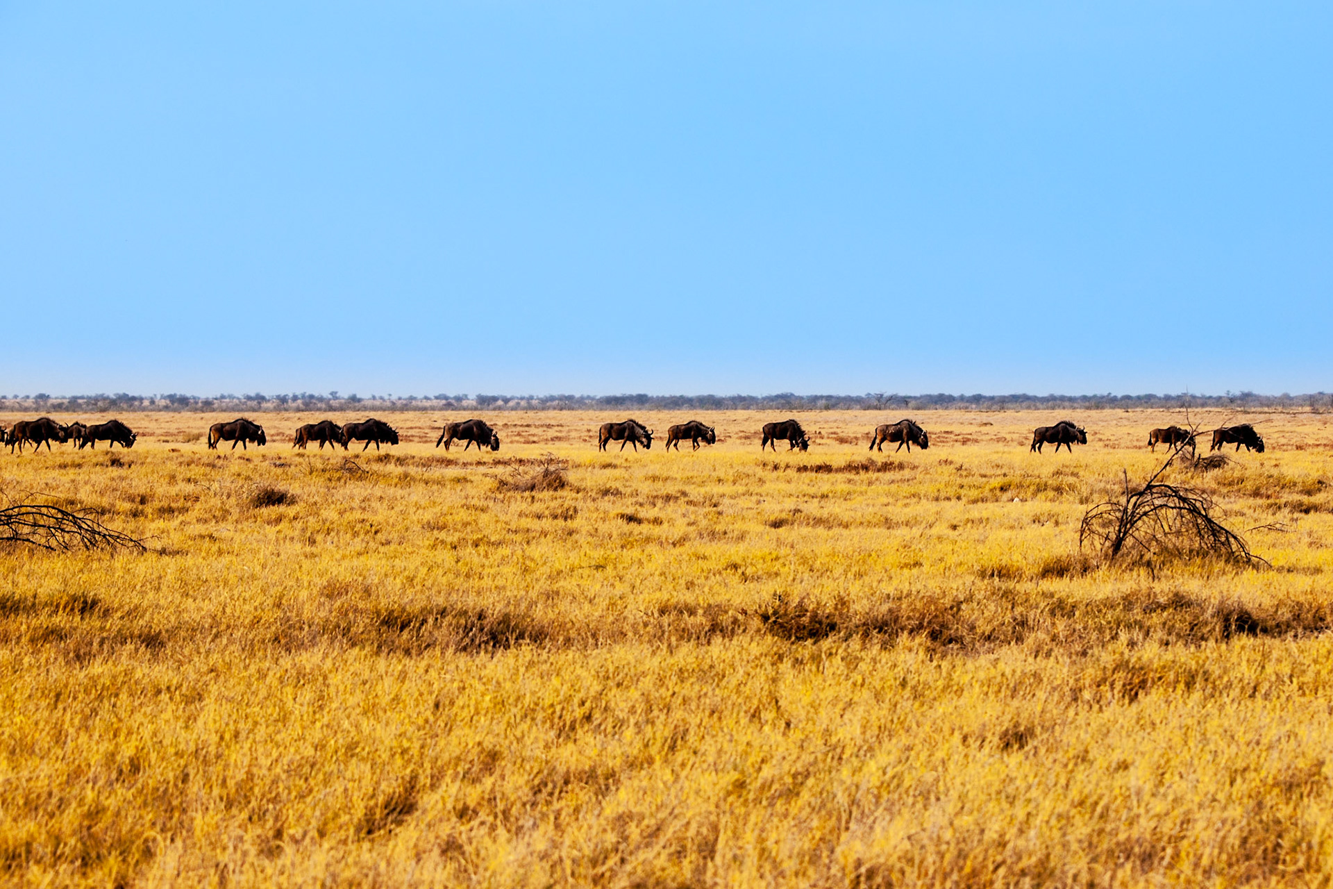 Jižní Afrika