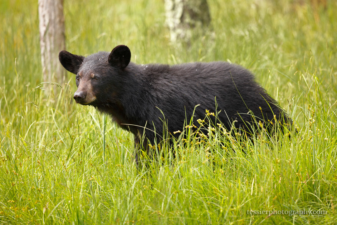 Paul Tessier Photography - Blue Ridge Mountains