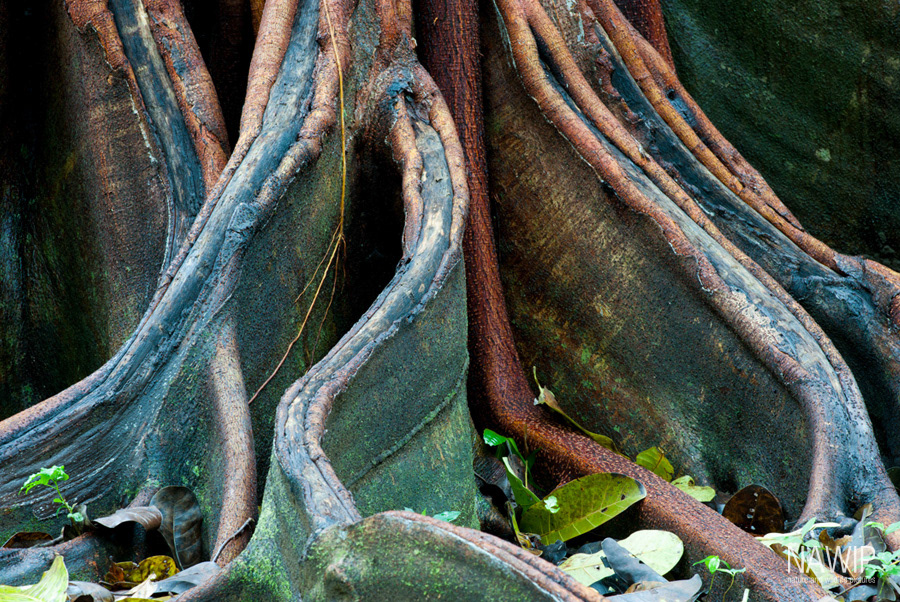 NAWIP nature and wildlife pictures - Mittelamerika