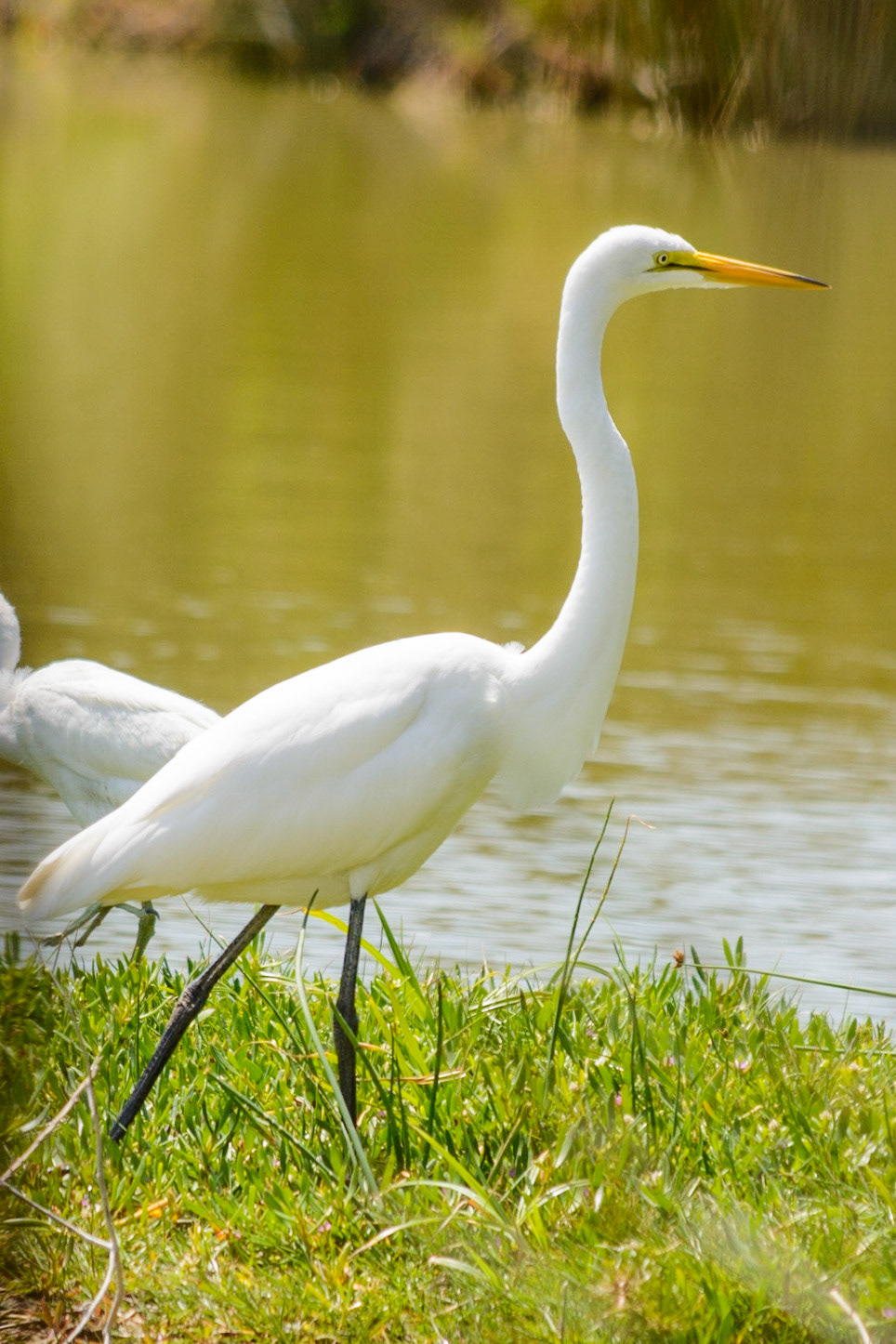 Great White Heron