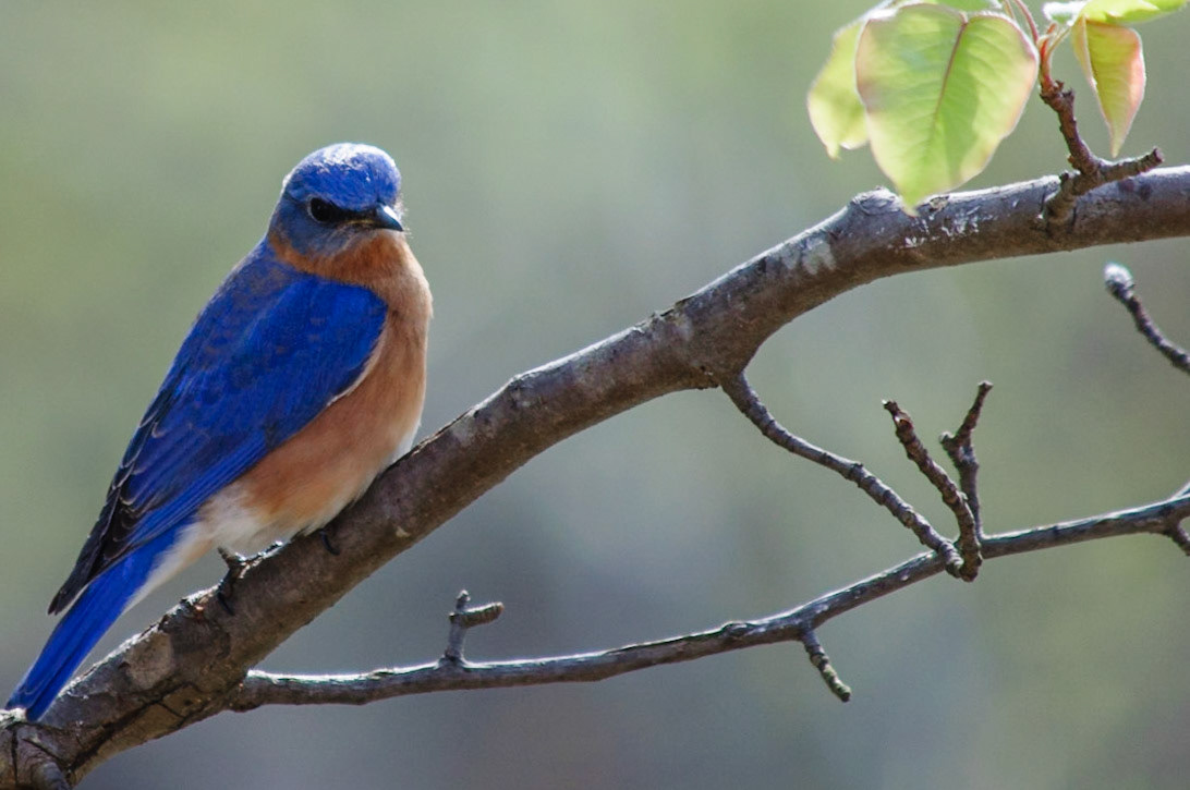 Eastern Bluebird