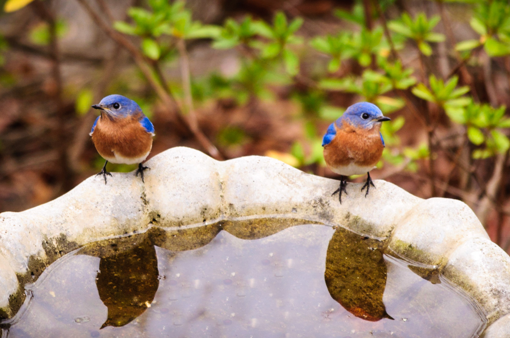 Eastern Bluebird