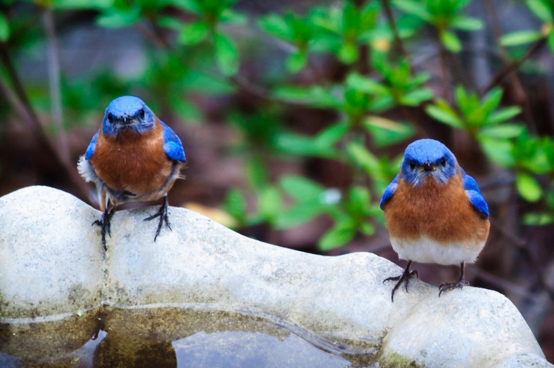 Eastern Bluebird
