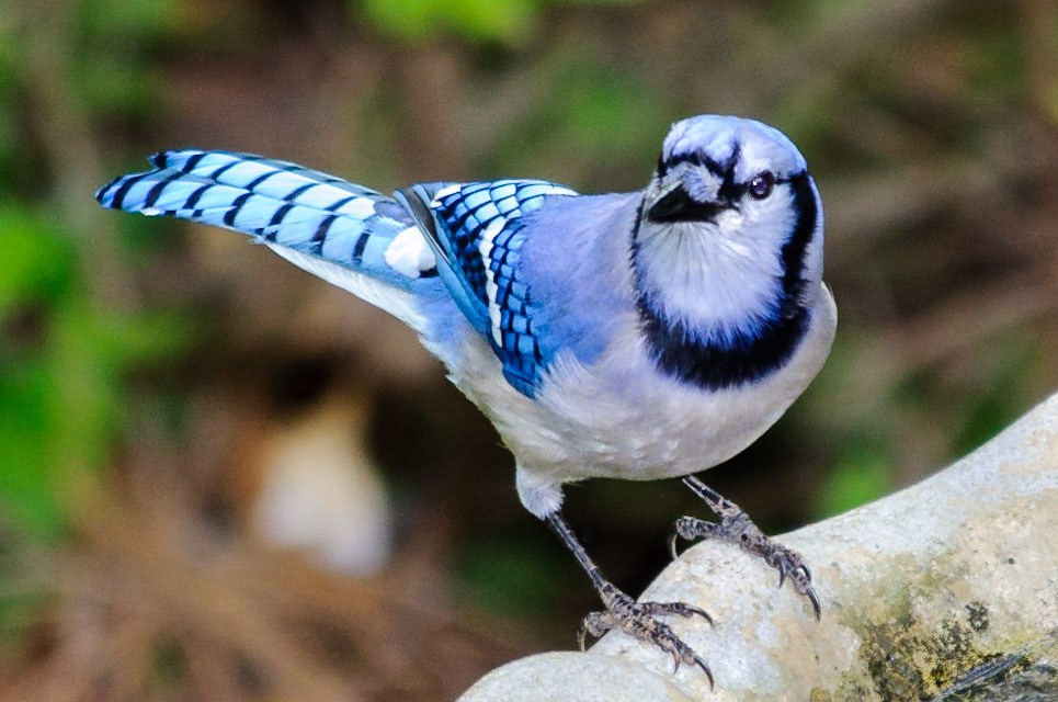Blue Jay
