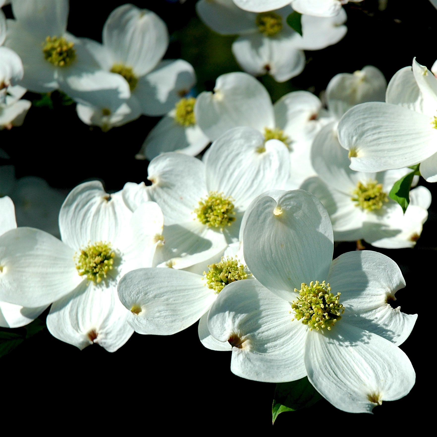 Dogwood flowers in spring in New Jersey