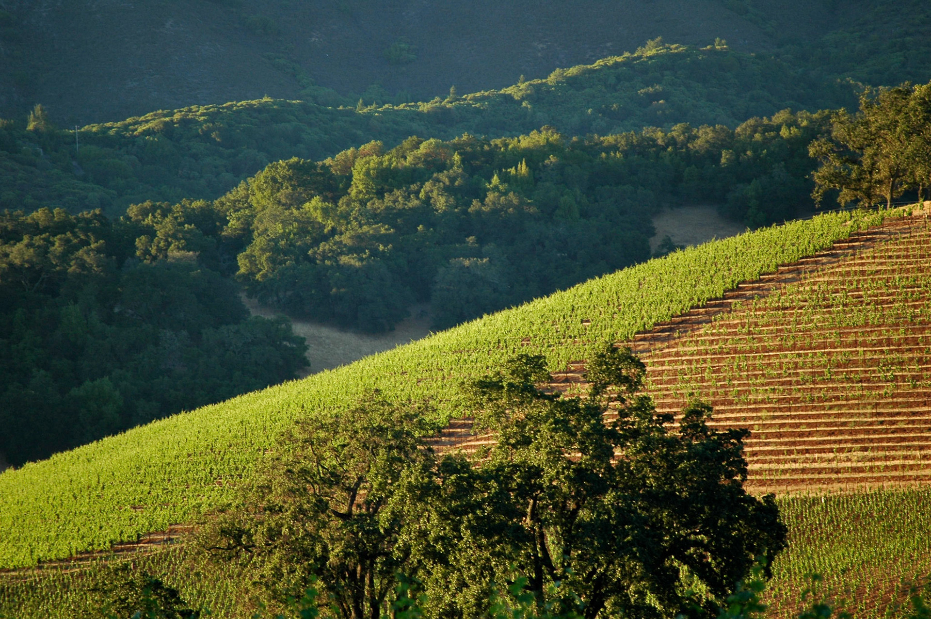 Vineyards on a hillside in Sonoma in early morning sun