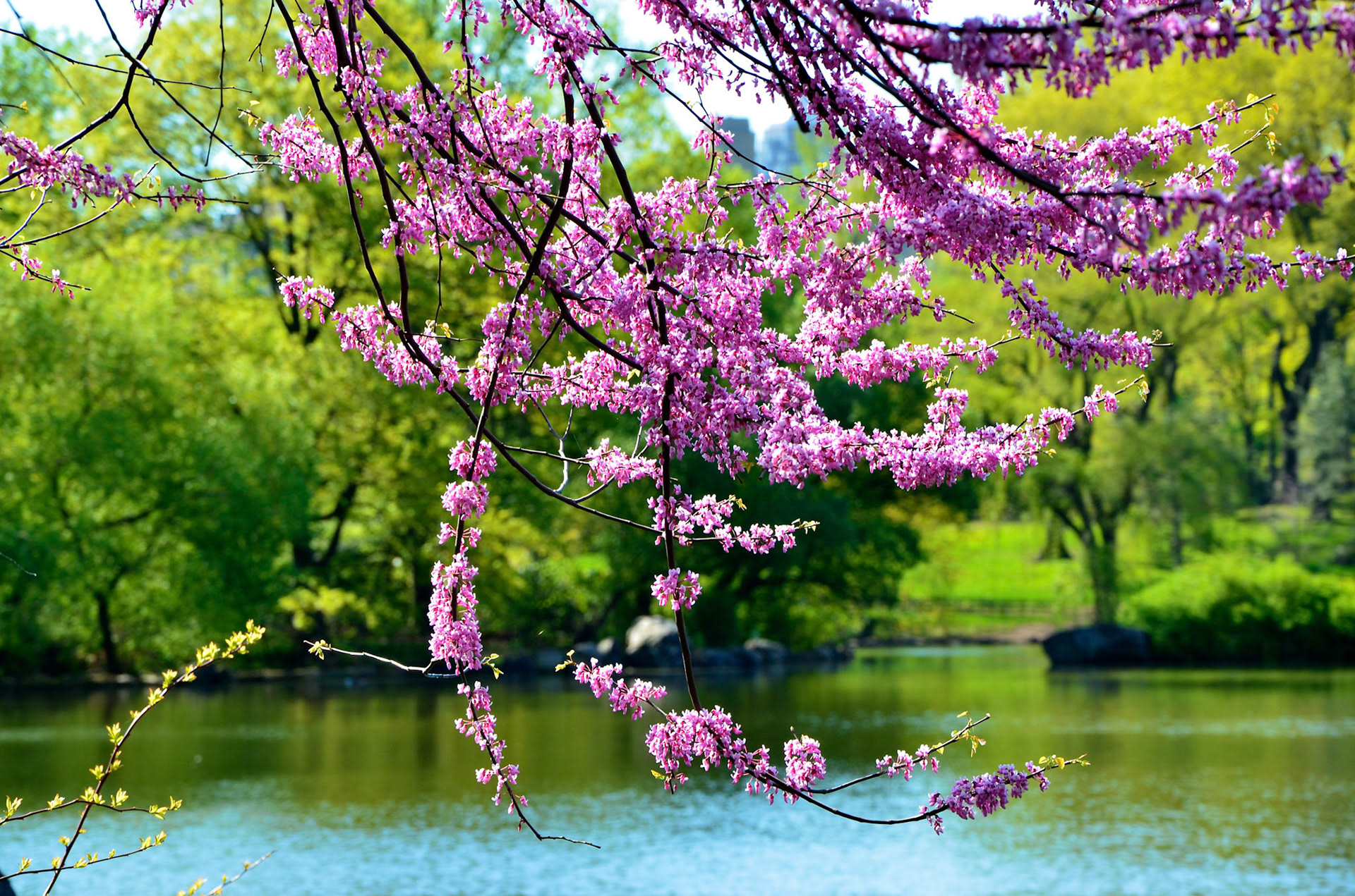 Pink blossom over a lake in Central Park