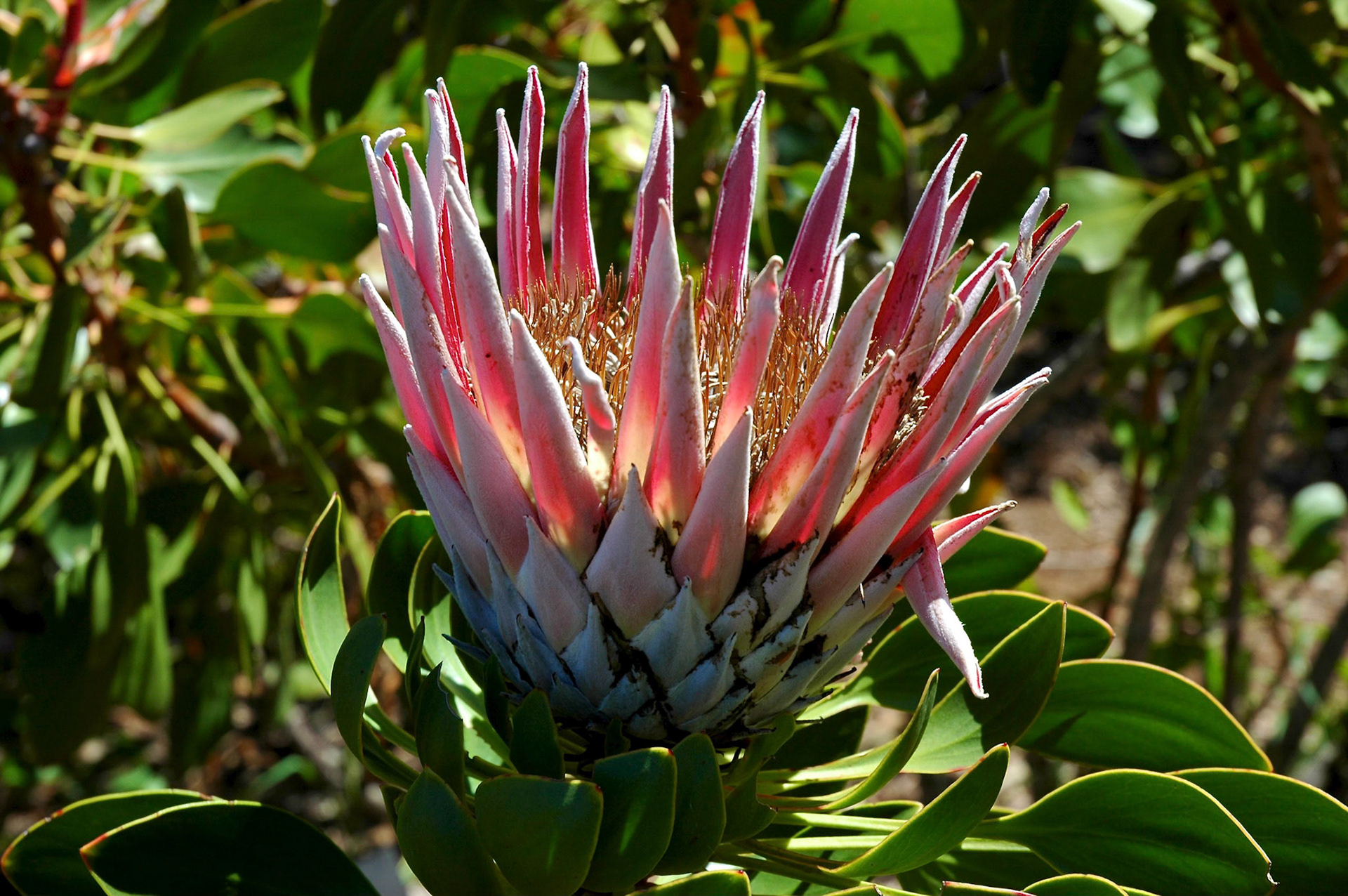 Close up of a single protea, South Africa's national flower
