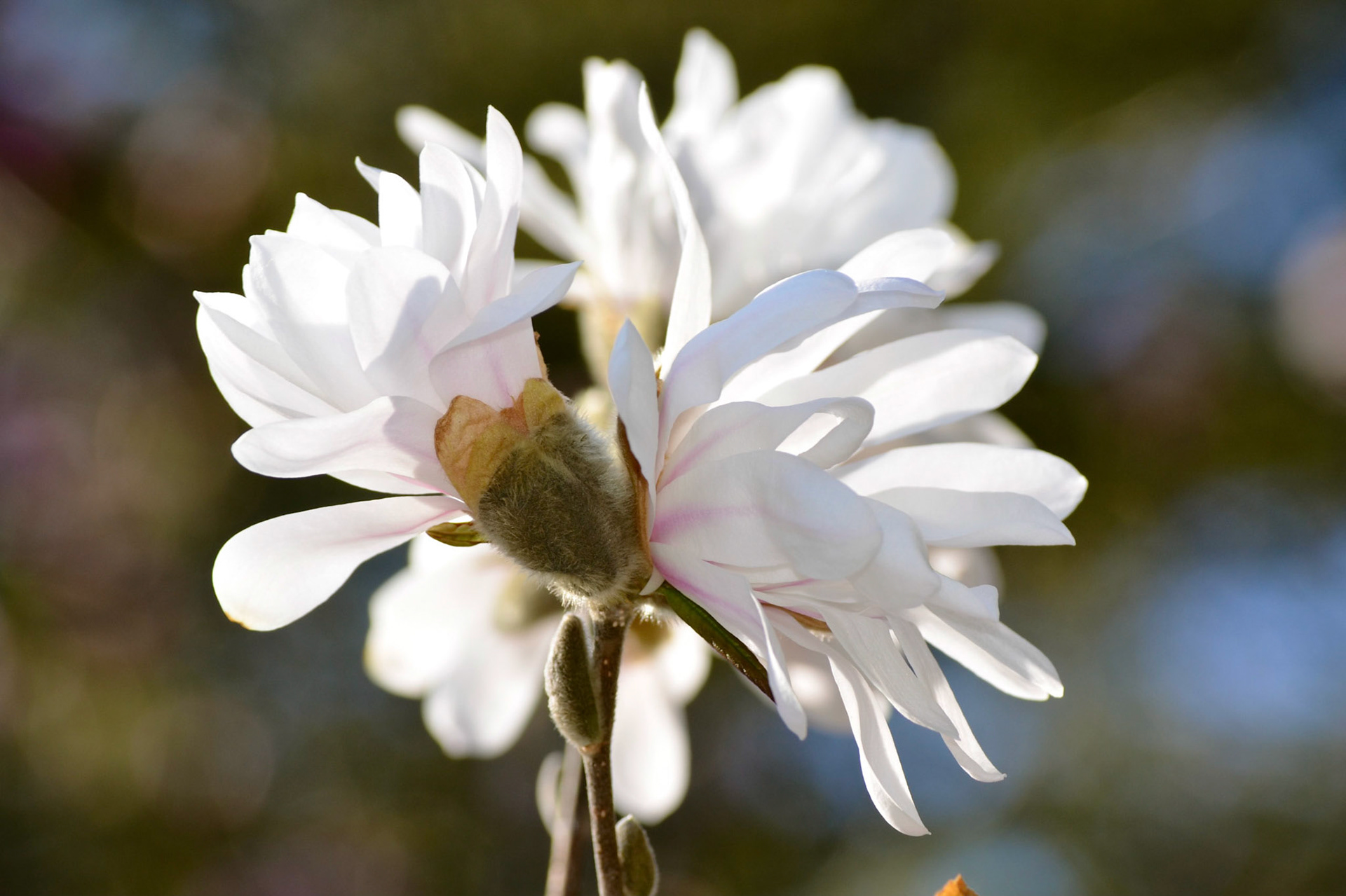 Magnolia Blossom in Reeves-Reed Arboretum, Summit NJ