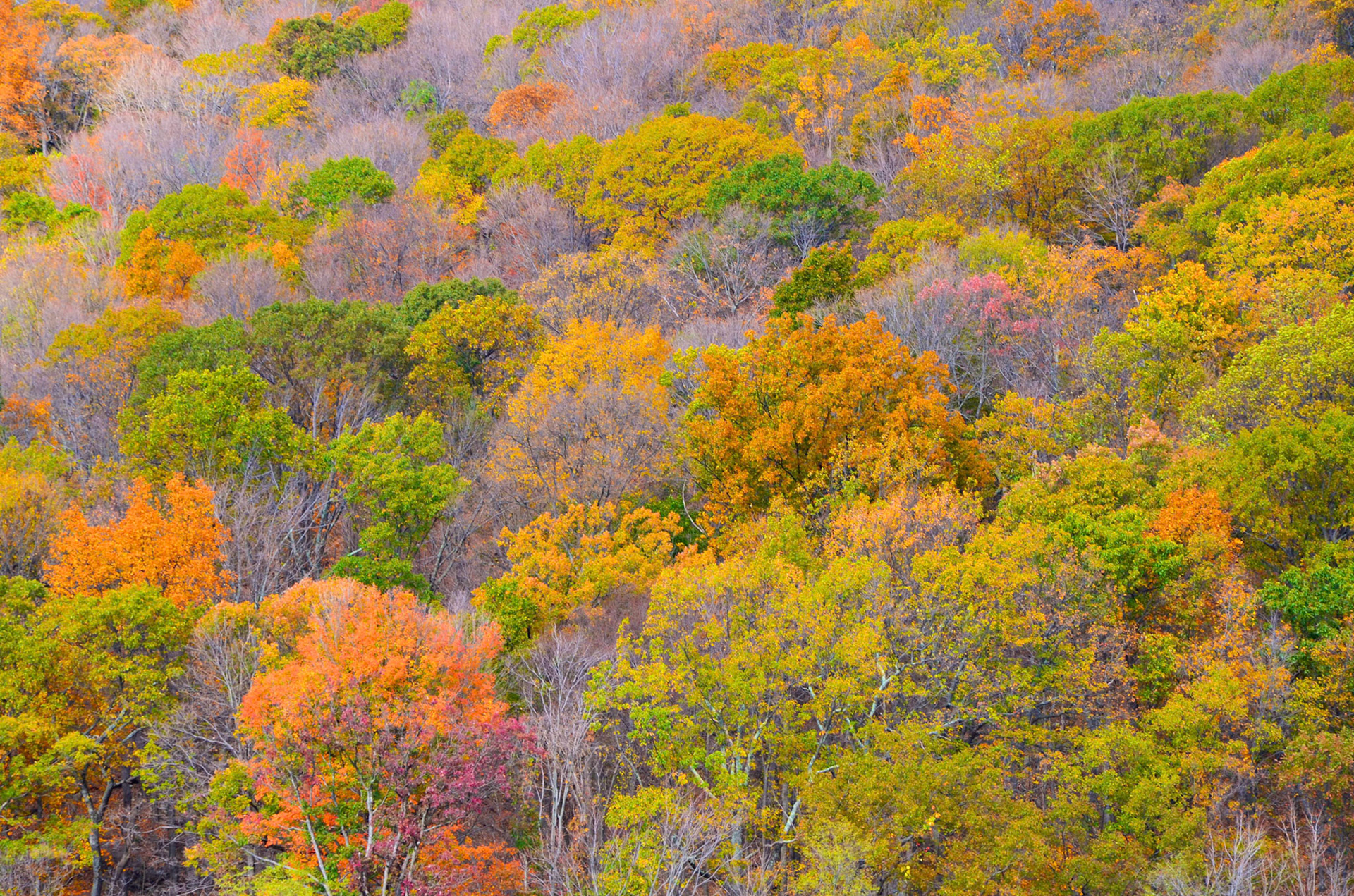 Trees in fall colors in New Jersey near the Delaware Water Gap