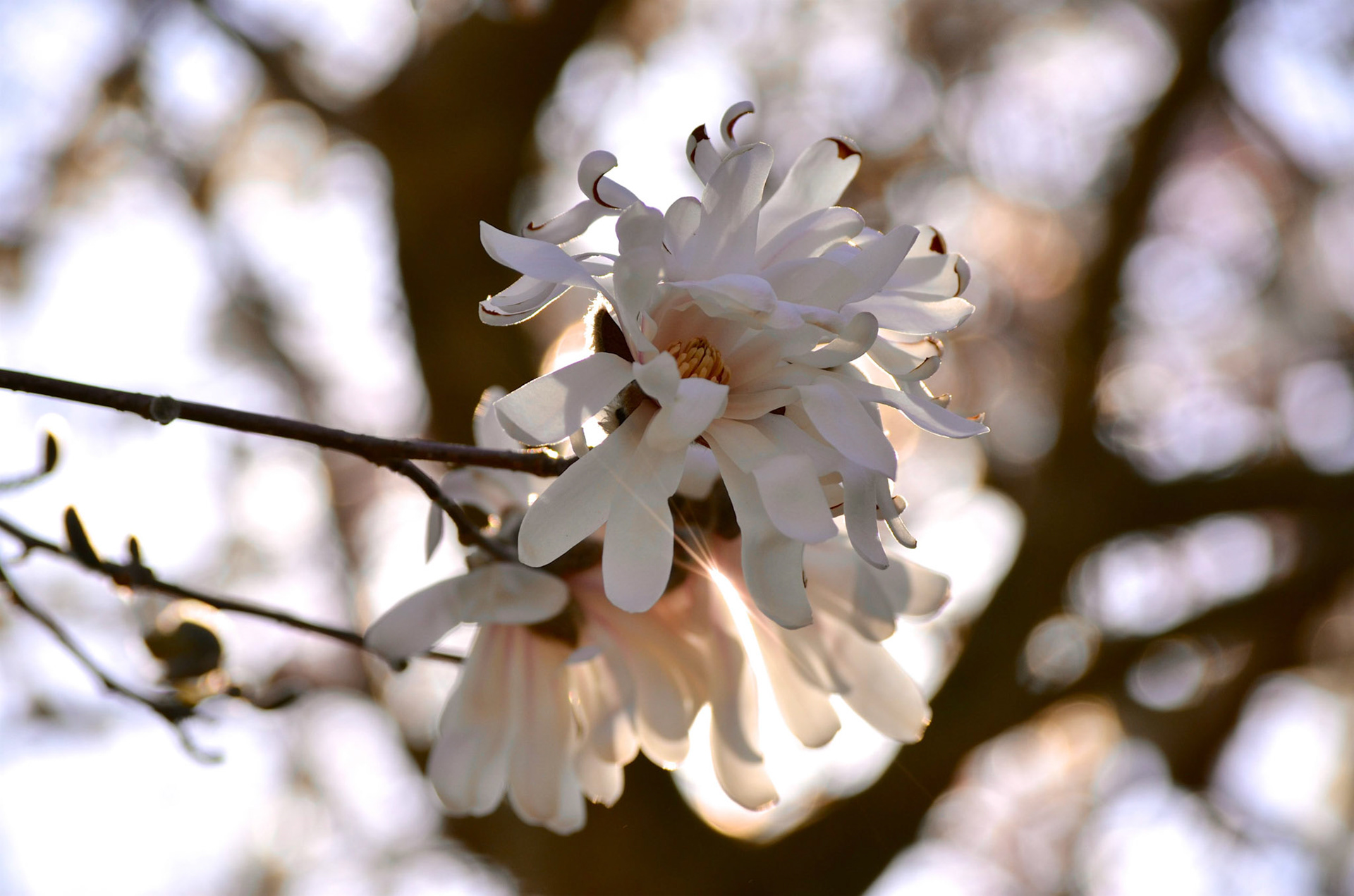 Magnolia Blossom in Reeves-Reed Arboretum, Summit NJ
