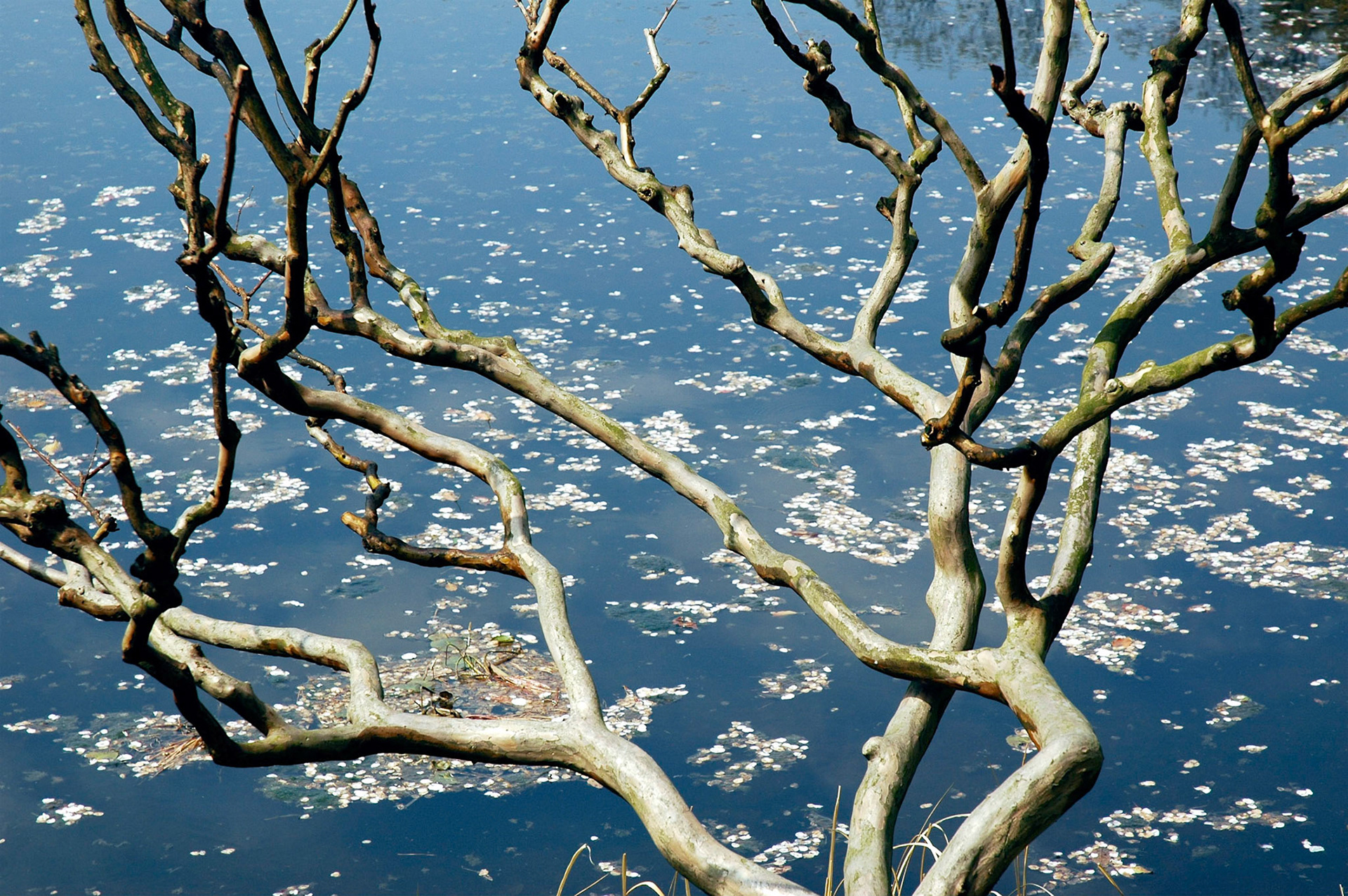 Spring blossom floating on a lake in the Imperial Palace Gardens in Tokyo