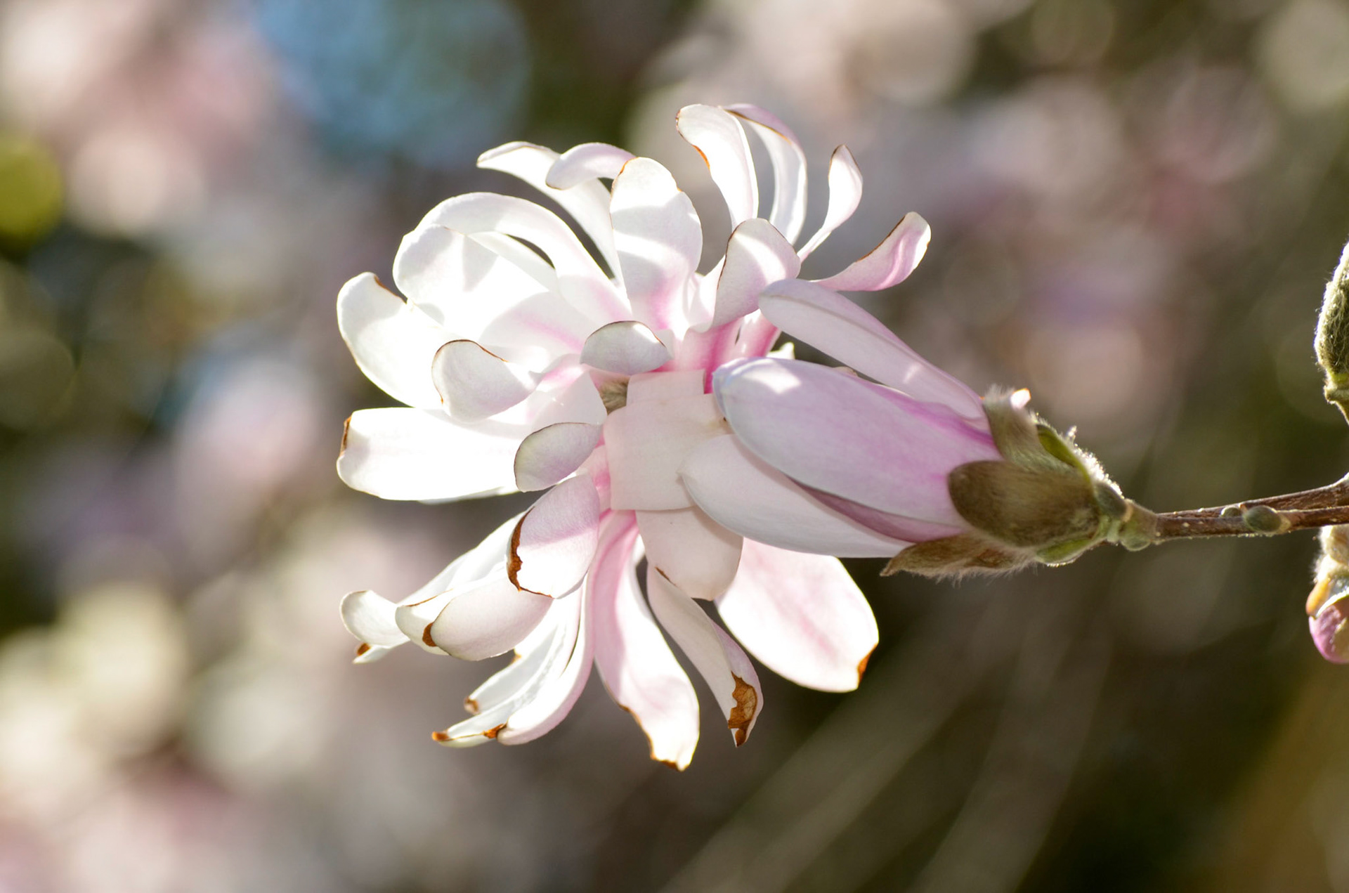 Magnolia Blossom in Reeves-Reed Arboretum, Summit NJ