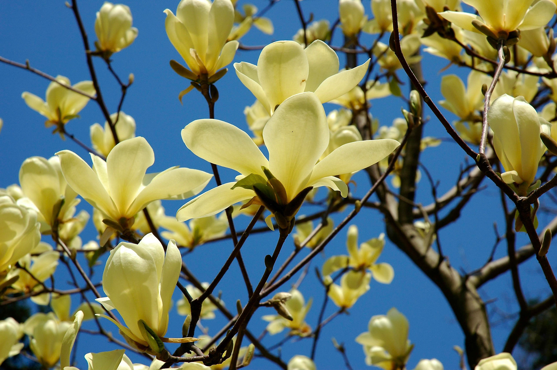 Yellow Magnolia in bloom