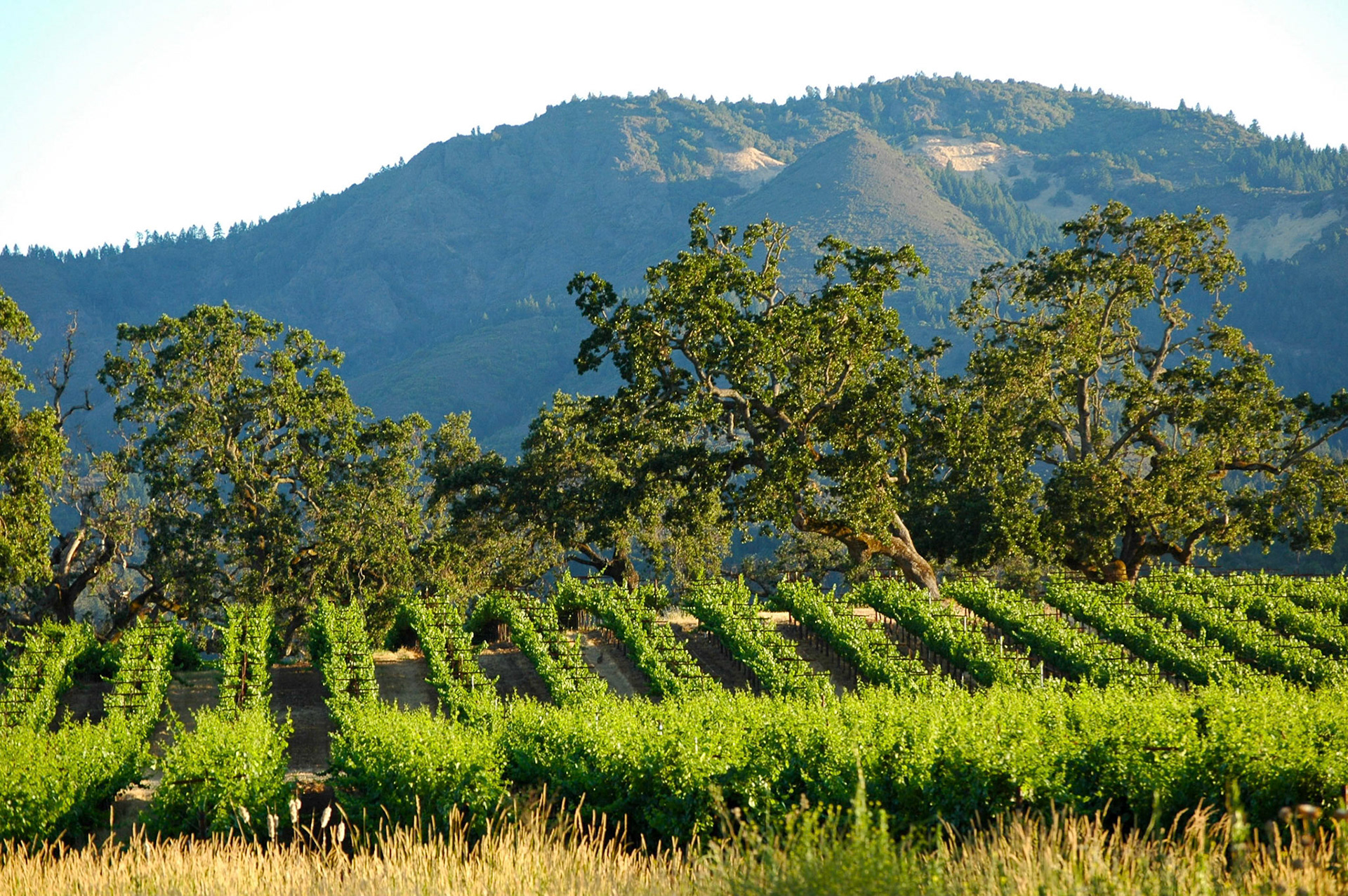 Vineyards on a hillside in Sonoma in early morning sun