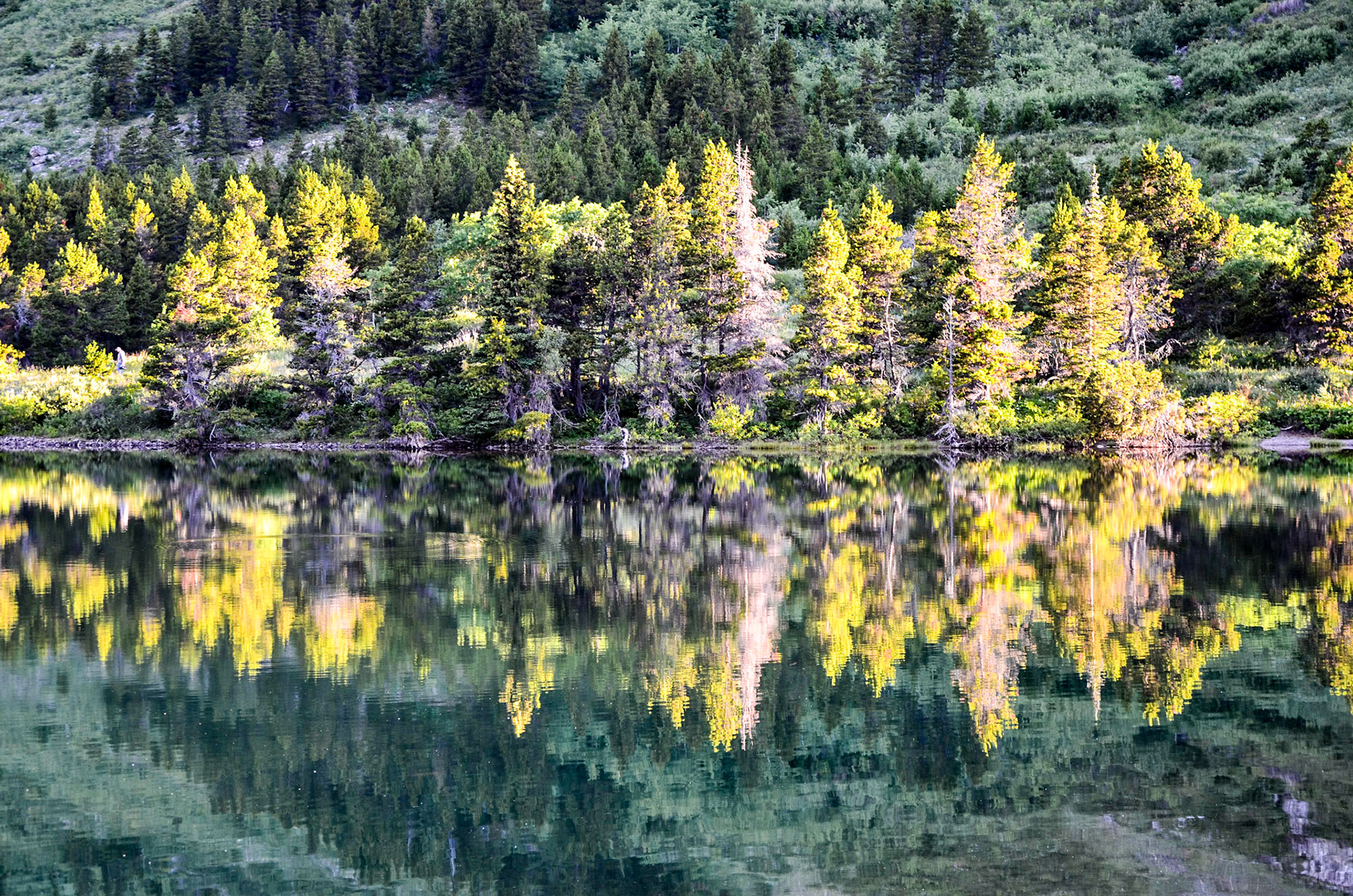Colorful trees reflected in Swiftcurrent Lake with early morning light, Glacier National Park, Montana