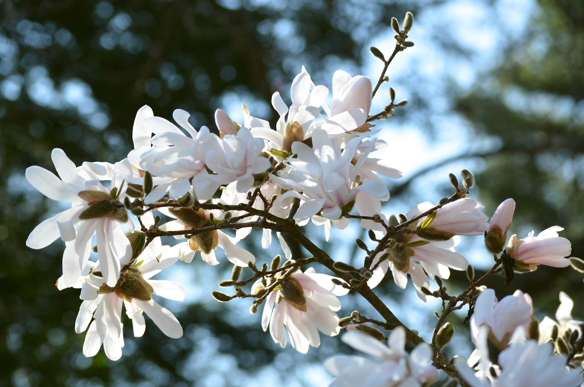 Magnolia Blossom in Reeves-Reed Arboretum, Summit NJ