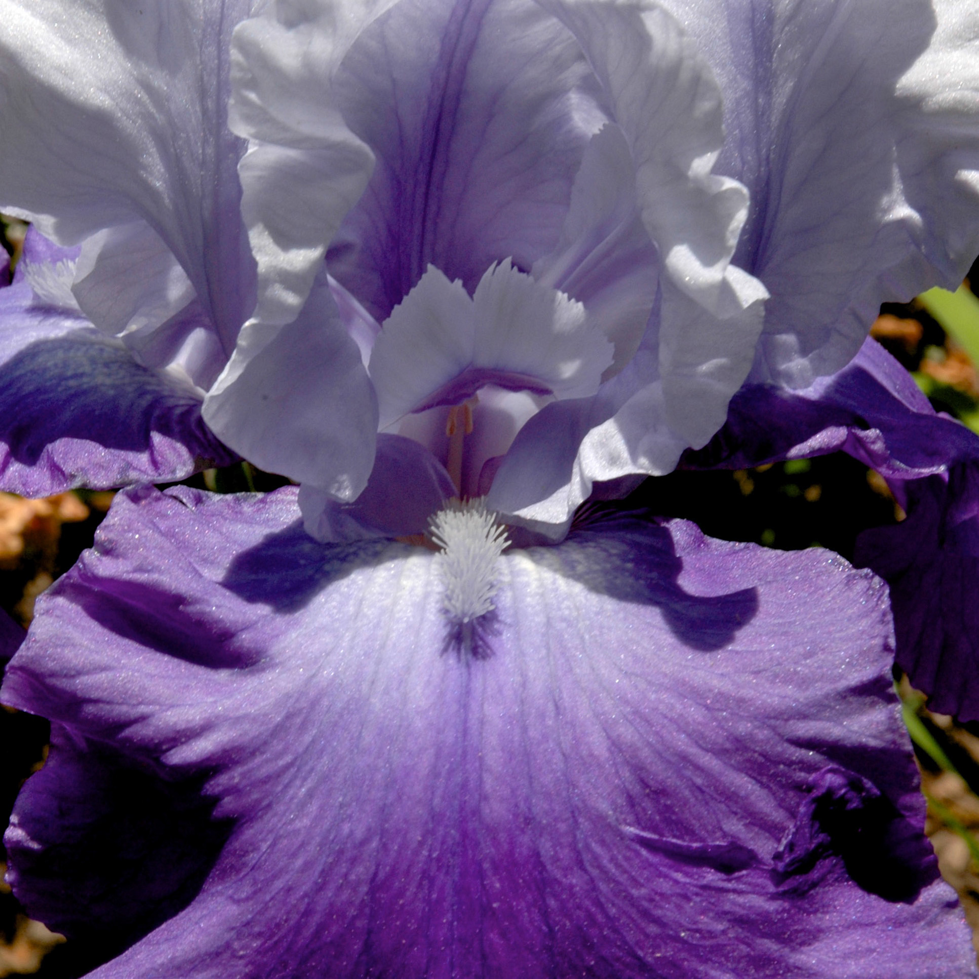 Close up of purple iris flower
