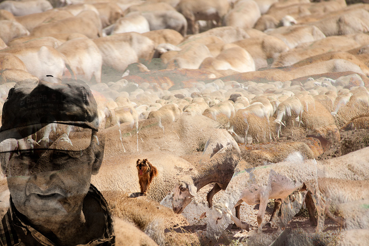 Spanish Shepherd