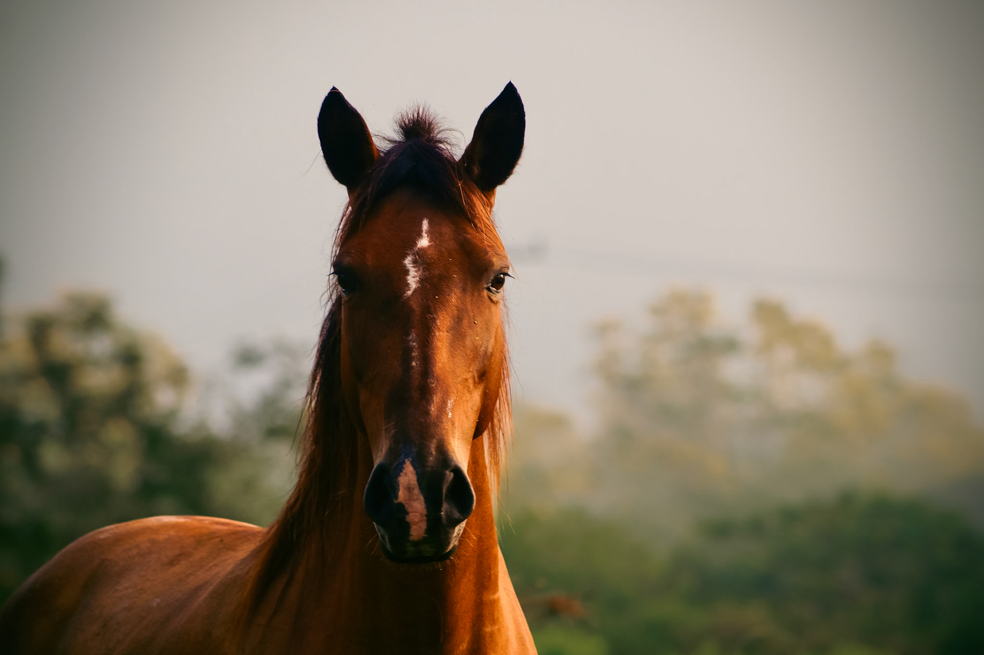 Morning Horse