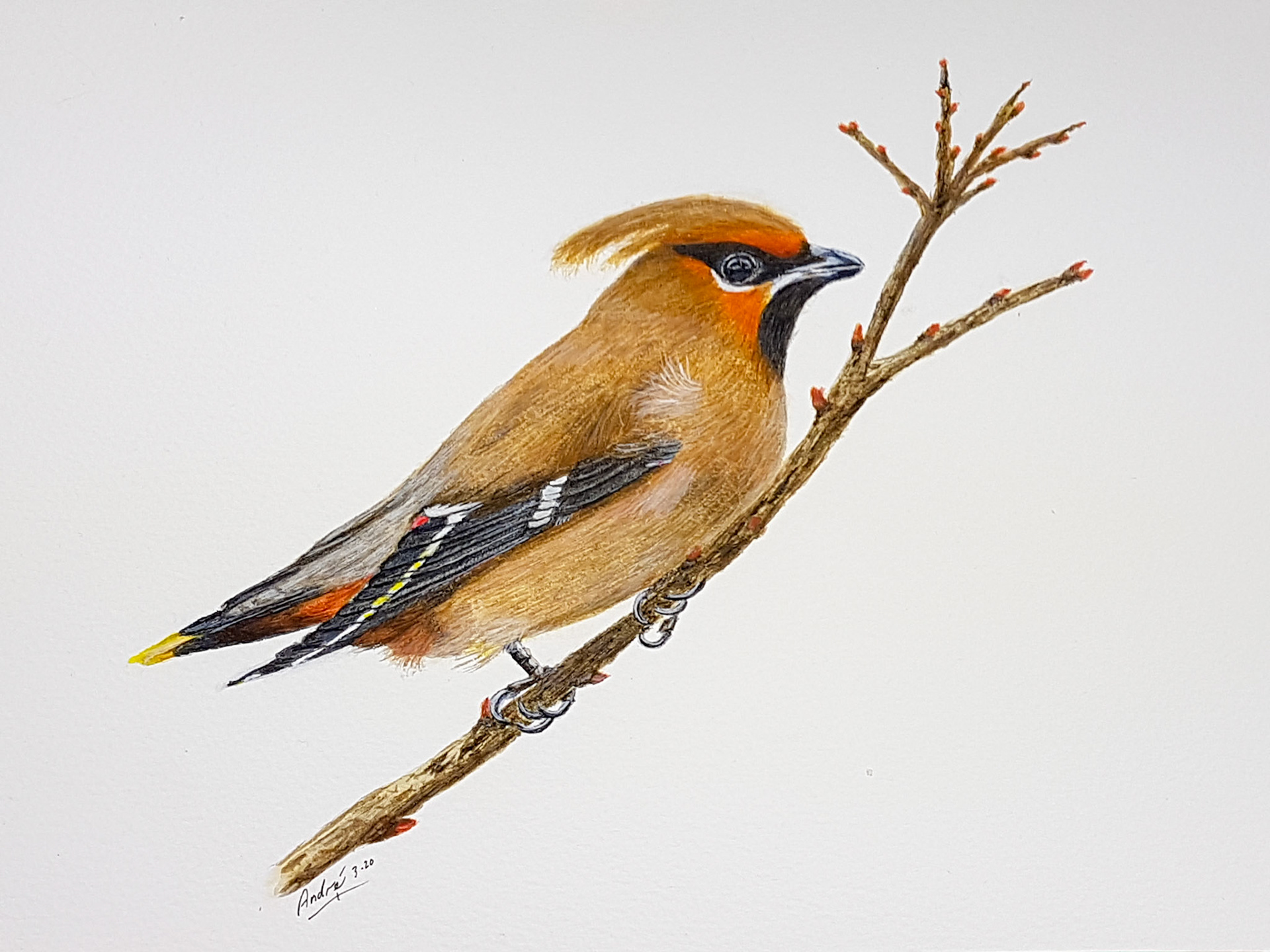 Bohemian Waxwing A4 (own pic)