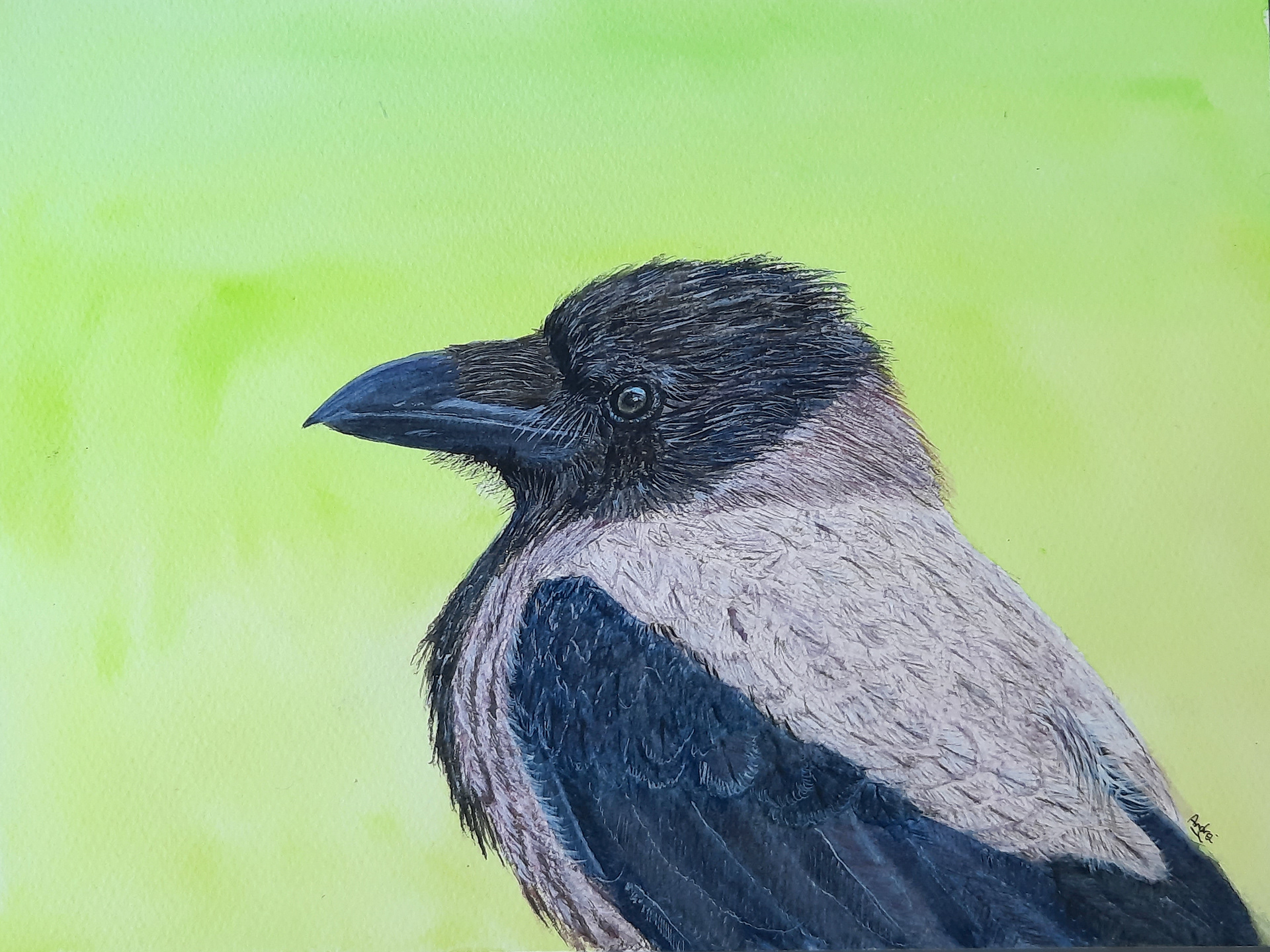 hooded crow