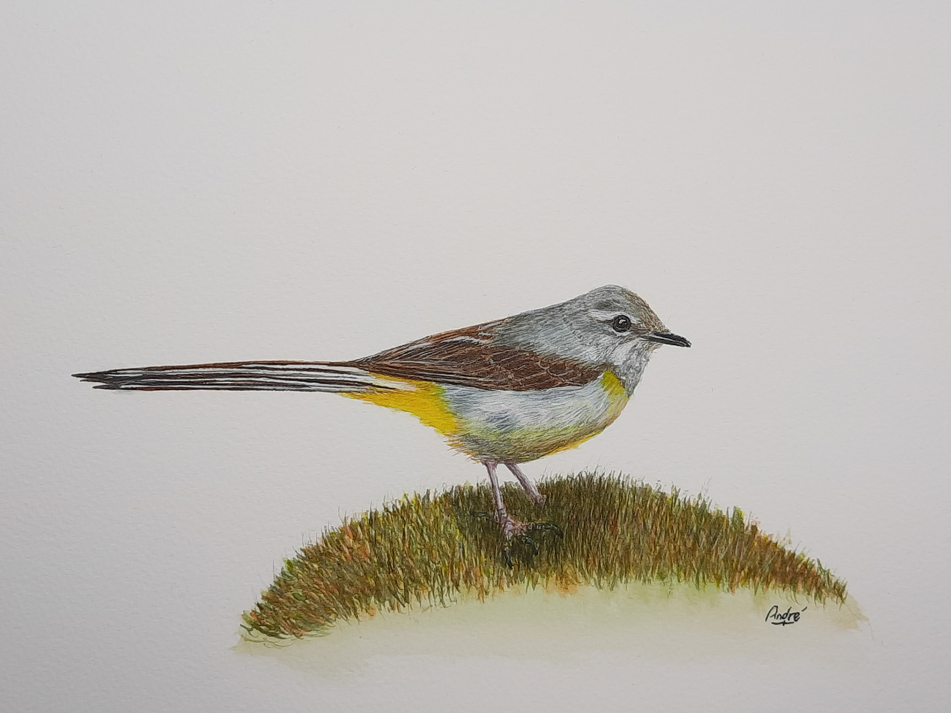 Grey Wagtail A4 (own reference photo)