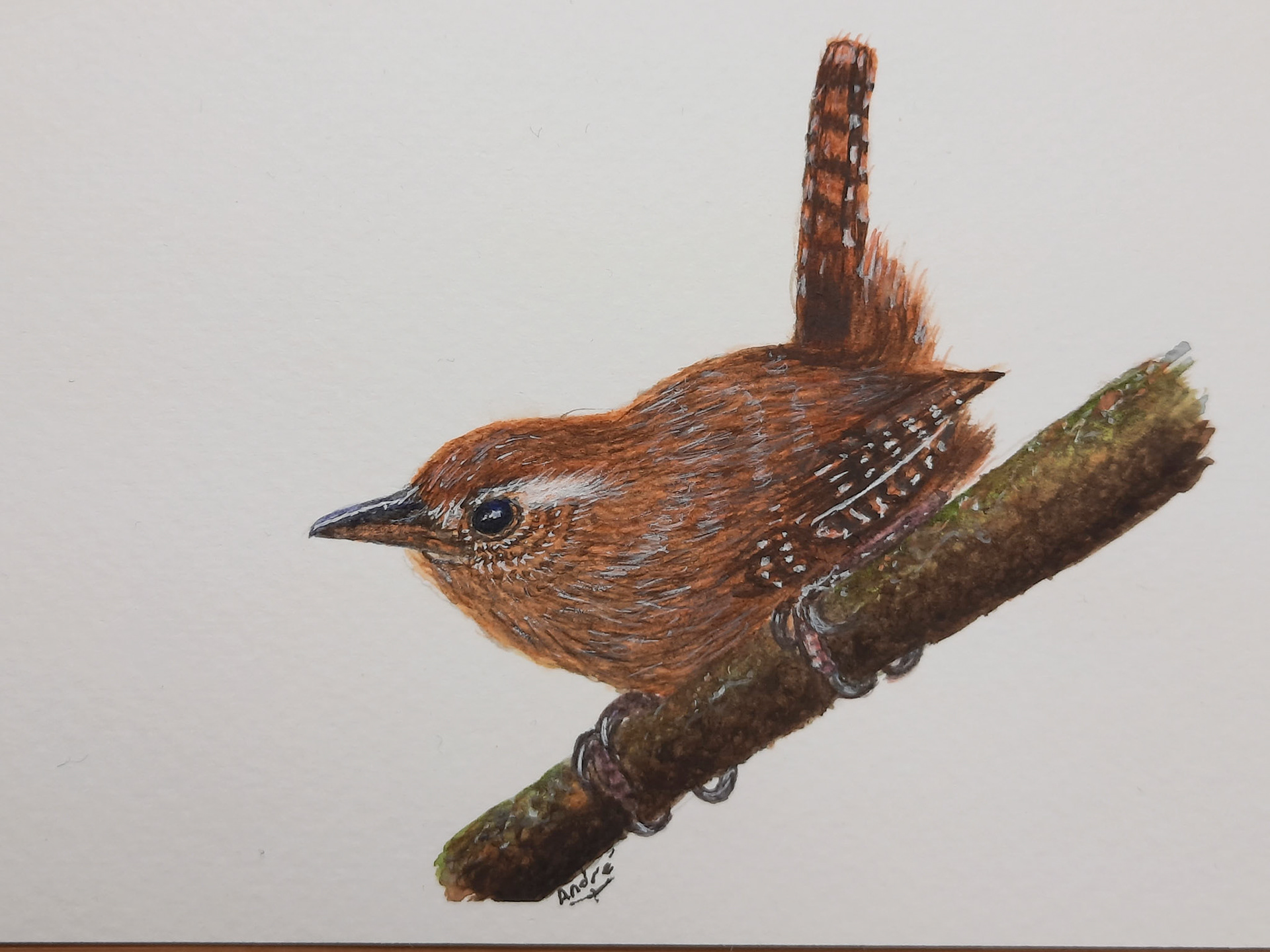 Wren 10x15 (from a tutorial by @thedevonartist)