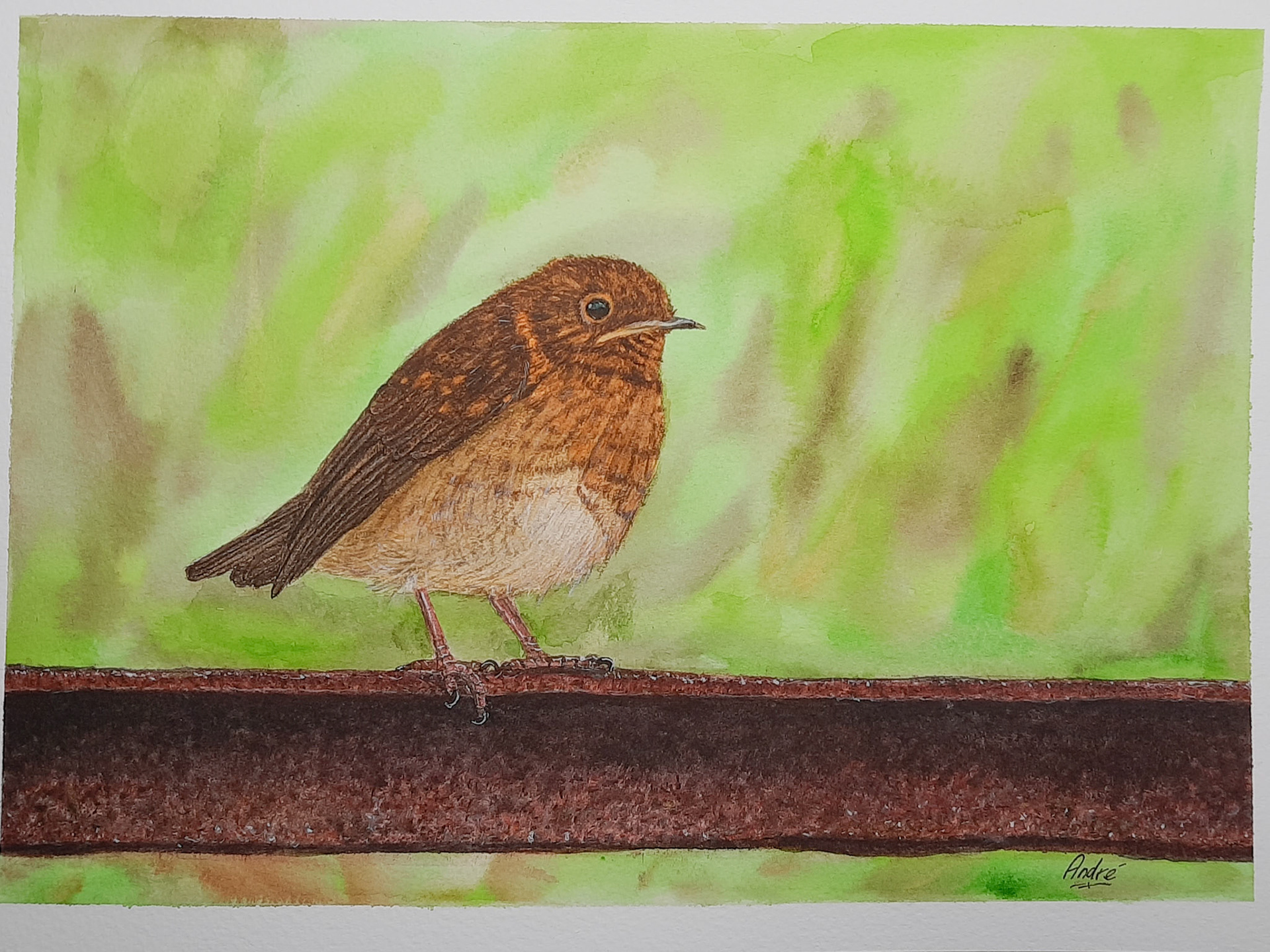 Juvinile Robin A4 (own pic)