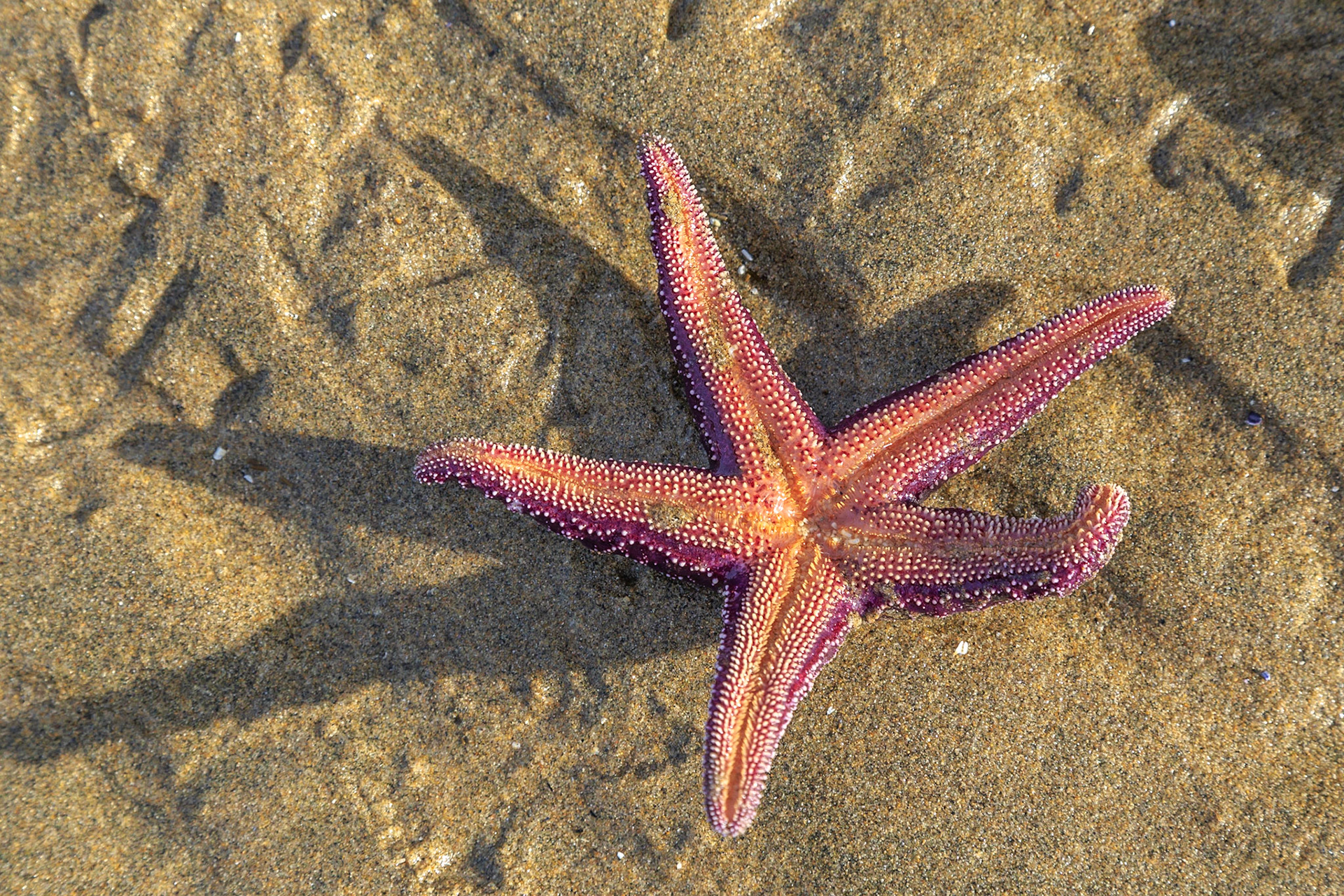 Bring the beauty of the beach into a home or commercial space by ordering this gorgeous print today. Pink Starfish on Golden Sands will add beauty and character to any room. When you order today, you may opt for archival canvas or illustrious archival paper. Whichever you choose, you’ll adore the way that your new print looks. We print in ultra-HD resolution for a wide color gamut, superb color trueness and astonishing fine detail. With archival canvas, you’ll love the texture of your print. It will have a 3-D quality that is very appealing. Your archival canvas print will last for over a century. Another great option is archival paper. We print on paper which is made from cotton rag. Whatever you choose, you’ll adore your charming and colorful print. It will capture the enchanting rose, coral and amethyst tones of the starfish to perfection, not to mention the colour and granularity of the pale golden sands in the background. You’ll find that admiring this beach-y print is always a soothing and rejuvenating experience. This is a print that celebrates natural beauty. You’ll never, ever tire of looking at it. Your print will be a reproduction of a digital photograph by Canadian photographer and artist, Toby Malek.