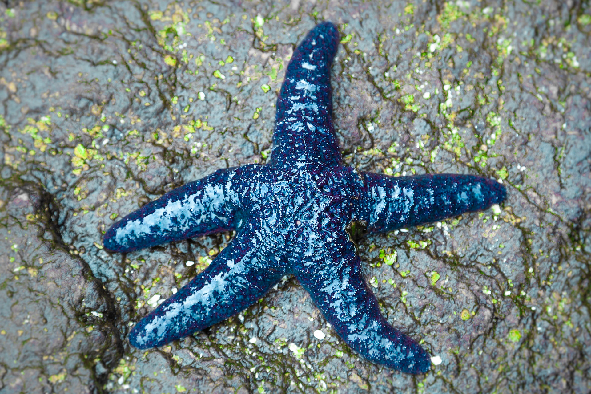 If you’re drawn to intense colour, you’ll love this gorgeous nature print. It showcases the unique and unforgettable beauty of a purple starfish. Photographer Toby Malek took this evocative digital photograph, which bursts with vibrant and saturated colour. Display Purple Starfish At Seaside in a living room, to turn a bare wall into a space with impressive visual impact. Another option is adding it to waiting room or conference room to make a commercial space a more attractive, stylish and welcoming place. However you display it, you’ll adore the bold texture and color of this print. The starfish really pops against the stone-grey background. Every fine detail is clearly visible. Starfish are also known as “basket stars” or “brittle stars. They are marine animals which are renowned for their capacity to see in the dark. These fascinating creatures are works of art in themselves. When you select this fine art product, you’ll receive your choice of archival canvas or archival paper, and your print will be created via Epson technology. A canvas print from ABC Fine Art will endure for over a century and offer exciting, three-dimensional beauty. We print on canvas and paper, with archival inks of superb quality.