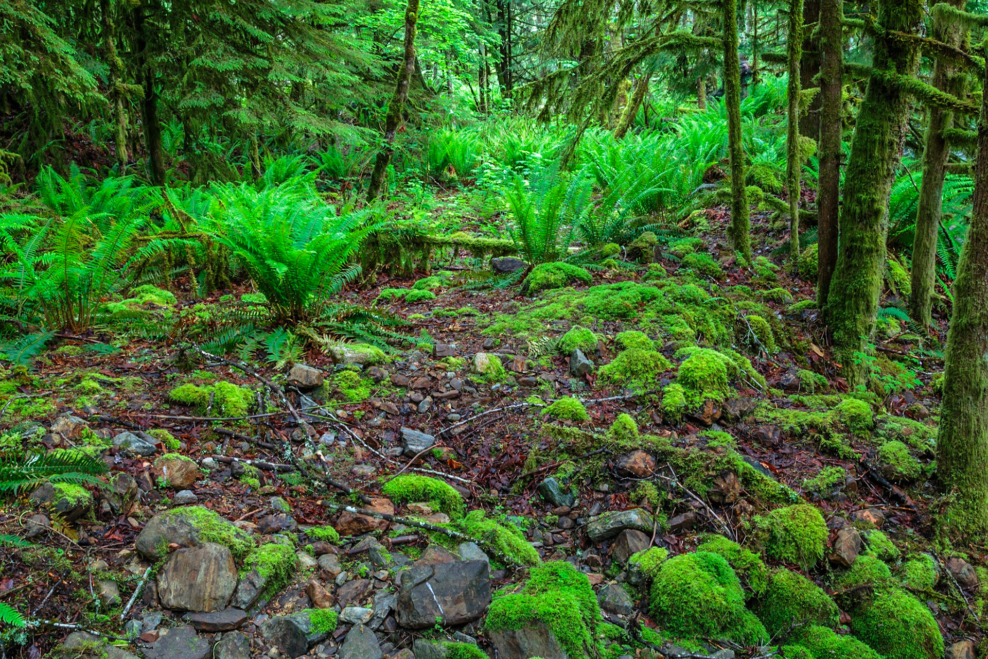 Add character and beauty to a home or office interior with this peaceful and vibrant nature print. If you love serene woodland scenes, you’ll adore this forest landscape. Its lush, healthy foliage and moss-covered rocks evoke a sense of tranquility. Perfect for any interior, from a living room to a dining room to a conference room, this beautiful print is based on a digital photograph by Canadian artist and photographer, Toby Malek. Toby honed his craft while studying in Vienna. He earned a Master’s Degree in Media Arts during his time in Austria. He brings years of experience, as well as an artist’s expert eye, to all of his nature photographs. This photo features impressive composition. It depicts the grandeur of nature. To order this print for your home or commercial space, select your preferred material, from archival canvas or photo paper. Then, choose a size. It’s really that easy to access your own print of this soothing forest landscape. After you’ve received your new print, you’ll love the way that it boosts the visual appeal of a room. Display it alone or display it with other prints or paintings for an eclectic look. However you display it, you’ll find that it’s an object of enduring beauty.