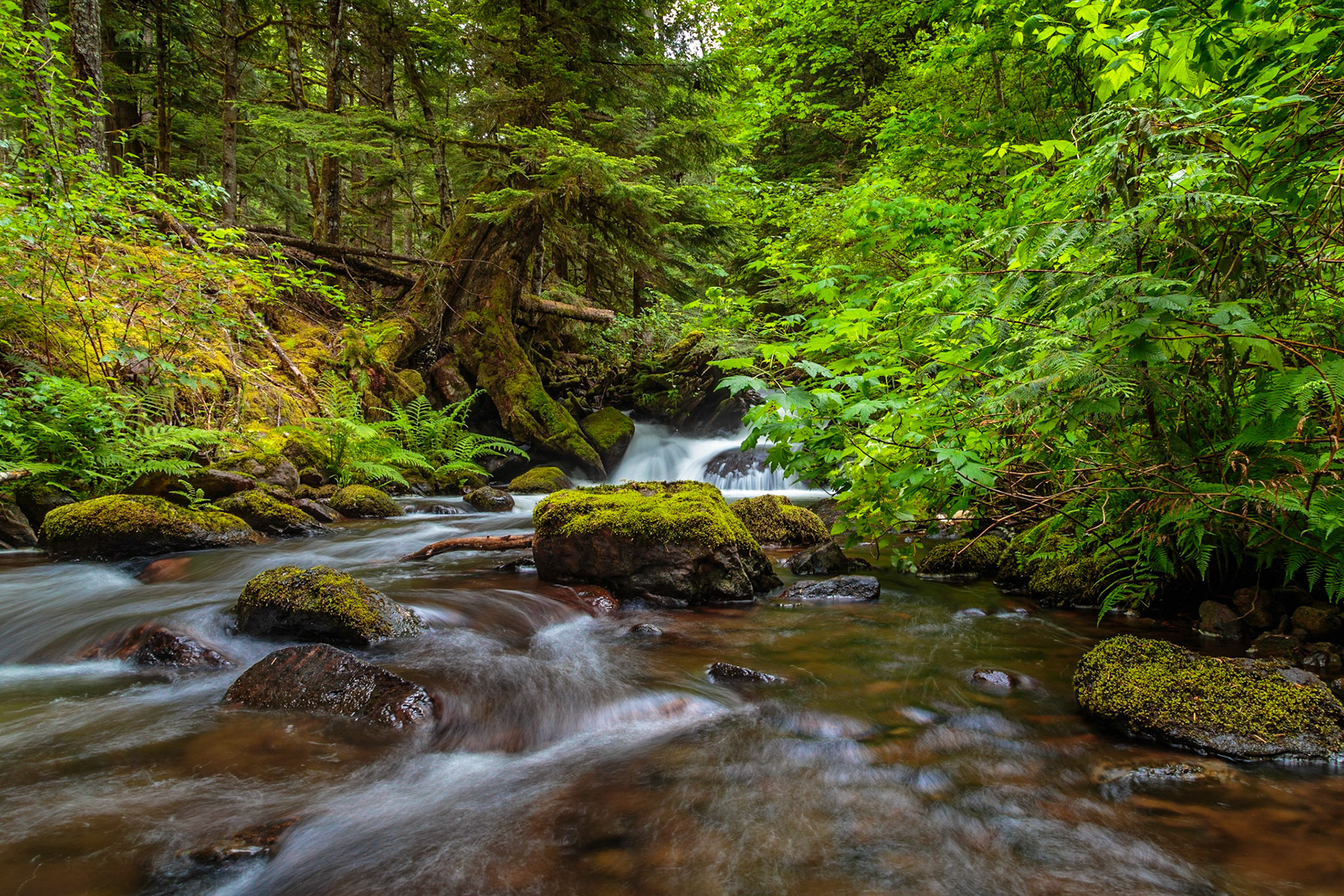 This vibrant image celebrates the beauty of nature. It depicts a soothing woodland scene. You’ll love looking at the small waterfall that turns this forest waterway into a babbling brook. If you’re looking for a new nature scene for your home or office, you should know that this image will look amazing on archival canvas or photo paper. This photograph by Canadian artist, Toby Malek, who earned a Master’s Degree in Media Arts while studying in Vienna, Austria, features superb resolution and exceptional color trueness. When displayed on a wall, this gorgeous photo will really pop. When we view nature, we naturally relax. It soothes and rejuvenates us. This is why adding nature prints to homes or commercial spaces is such a good idea. This image may be printed on archival canvas or photo paper. It’s your choice. You’ll find that ordering a print of this stunning woodland waterfall scene is very simple. Just select your preferred material and size, and we’ll take care of the rest. Once you’ve received your new print, you’ll be able to brighten up any type of home or office interior. You’ll adore the rich green tones and thoughtful composition of this timeless and inspiring image.