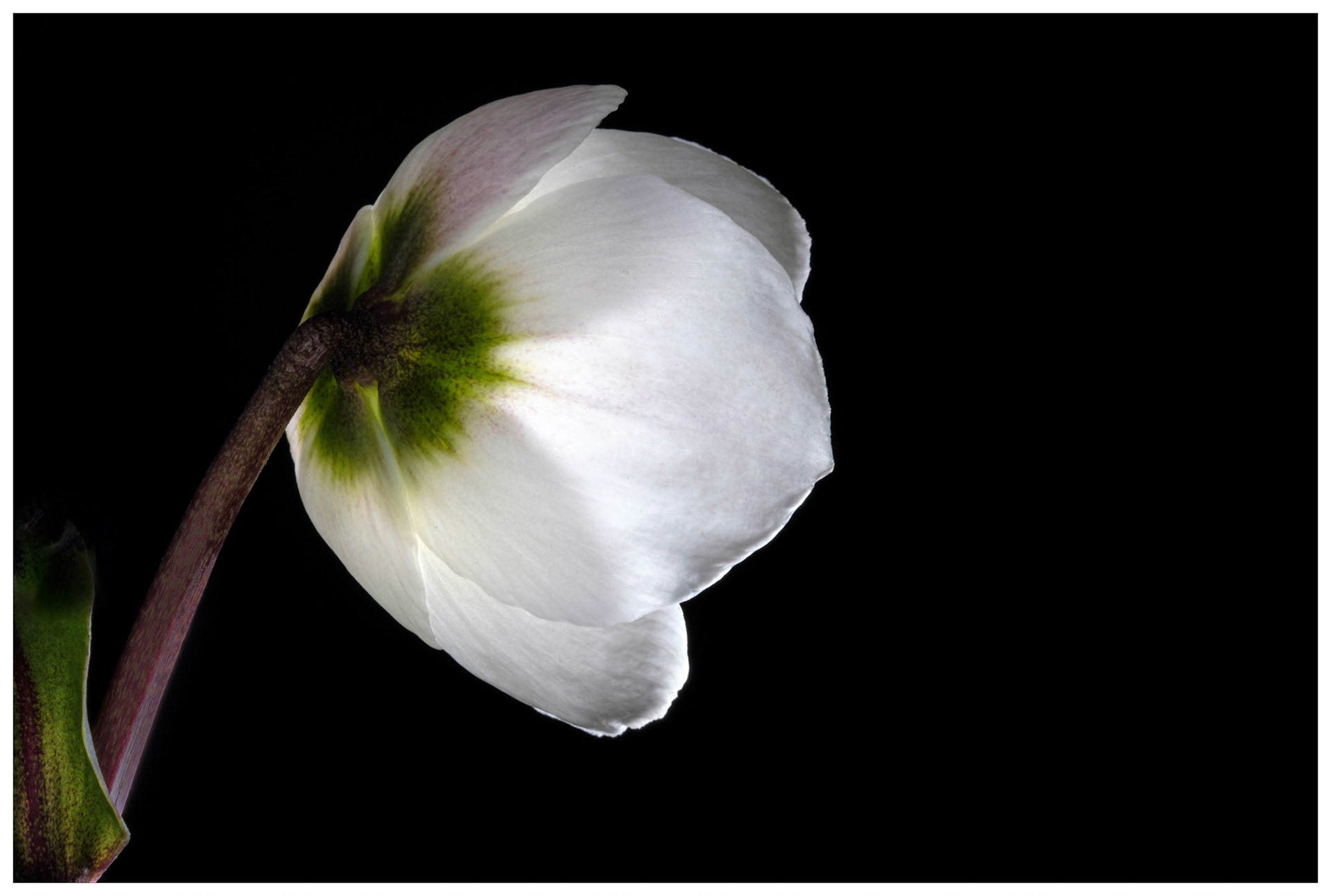 Winter Hellebore