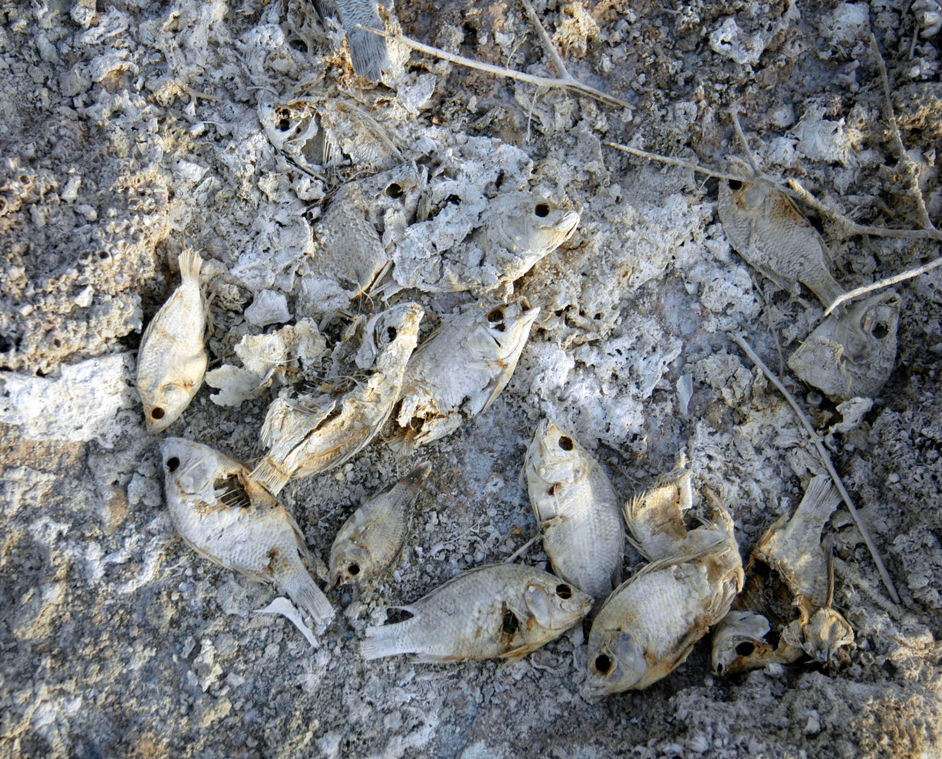 the dead sea scrolls 8