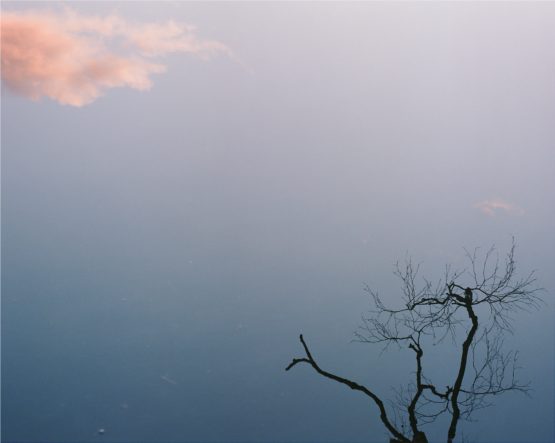 A tree branch and a pink cloud are reflected in a pond