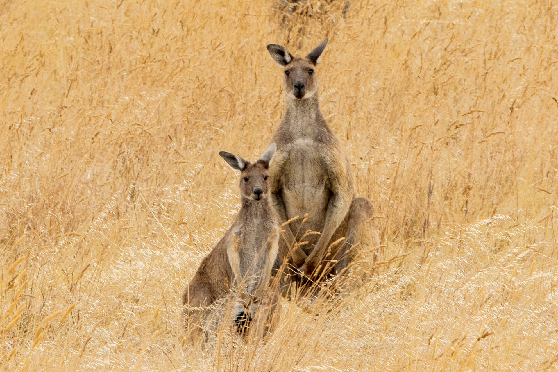 macropus giganteus