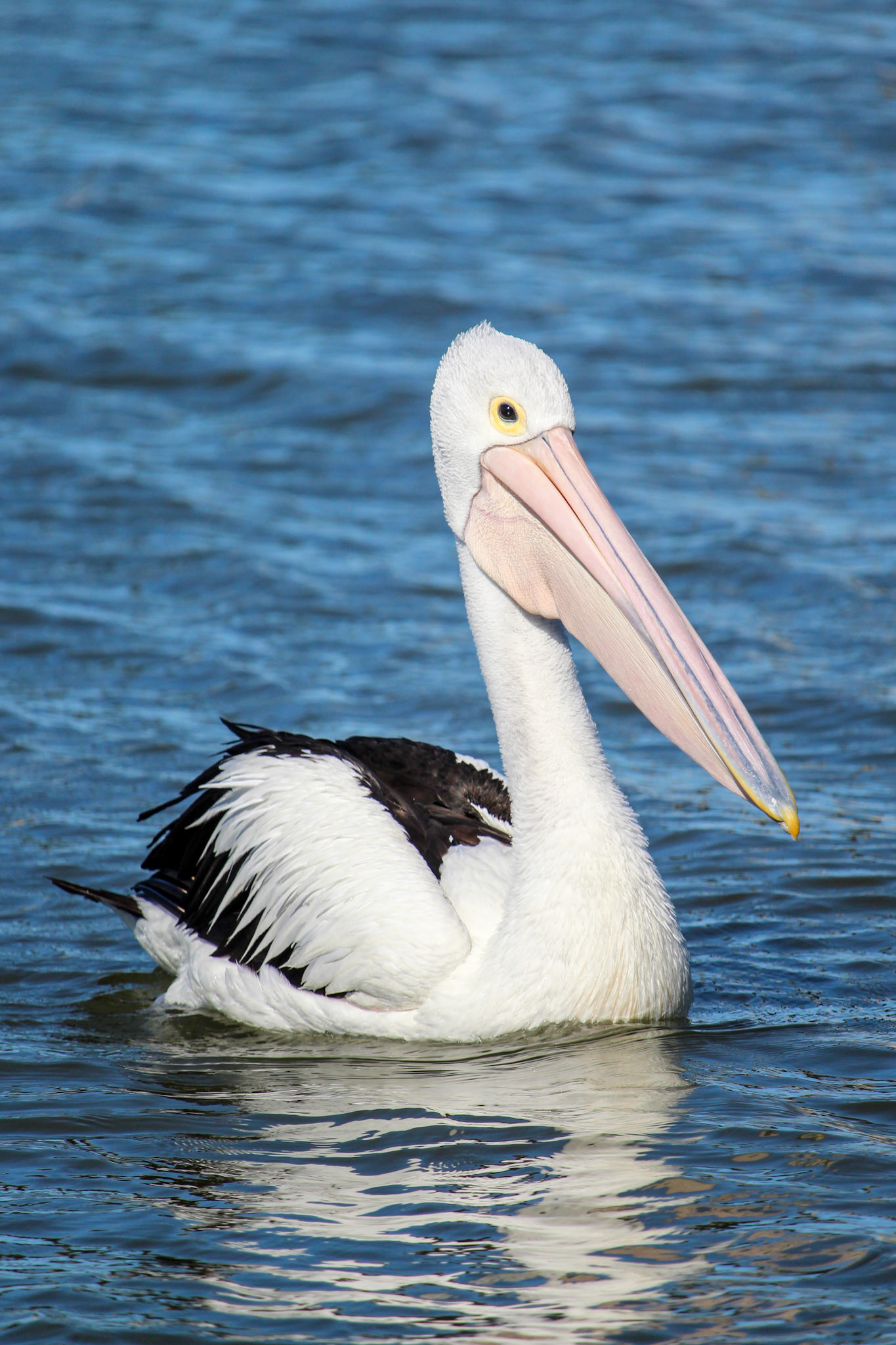 pelecanus conspicillatus