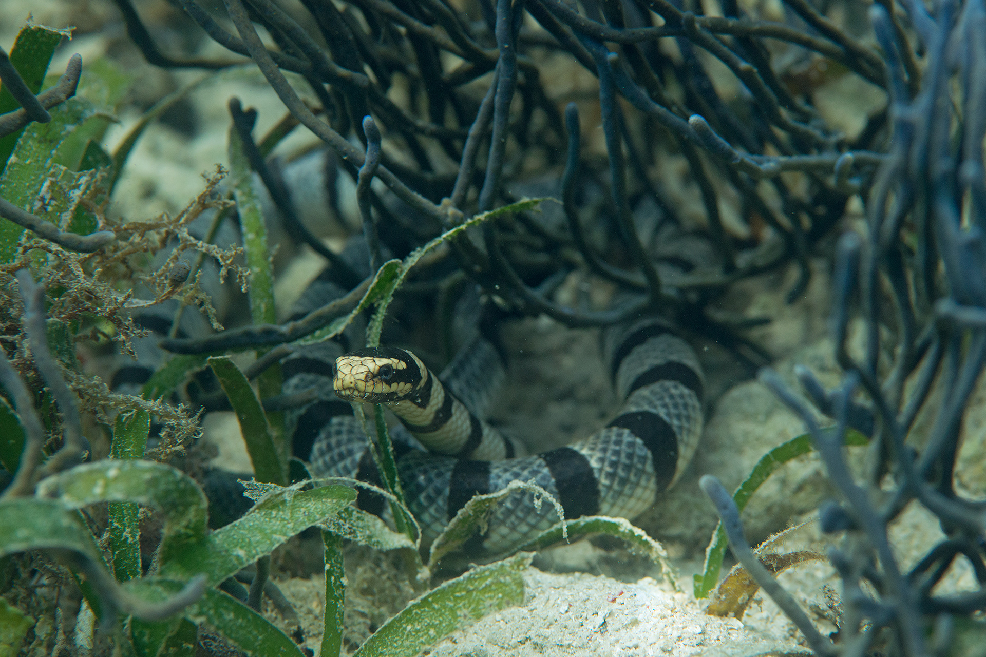 Laticauda colubrina
