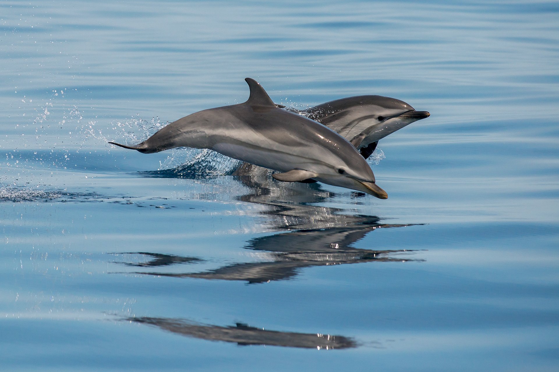 Striped dolphin - Dauphin bleu-et-blanc
