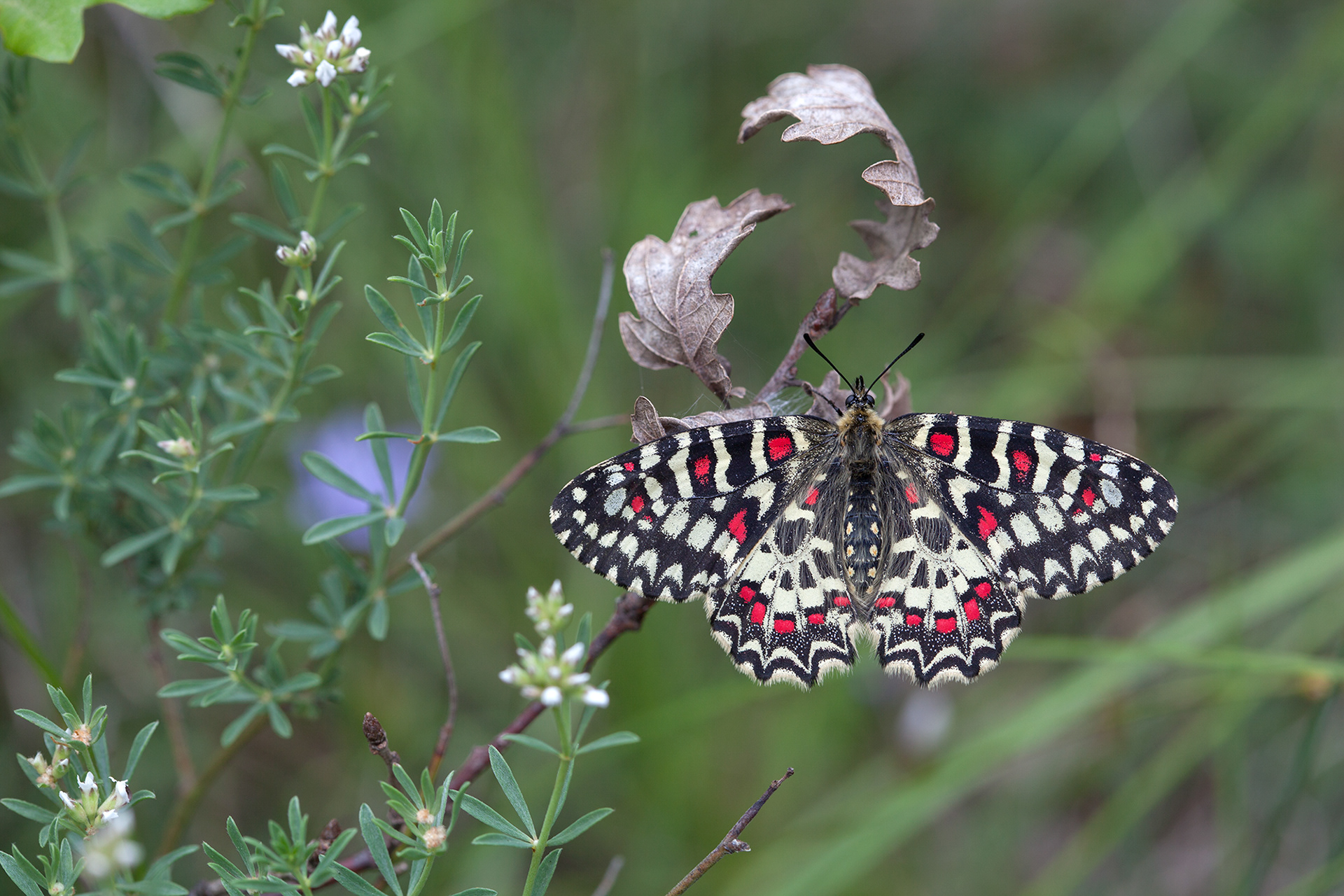 Zerynthia rumina - La Proserpine