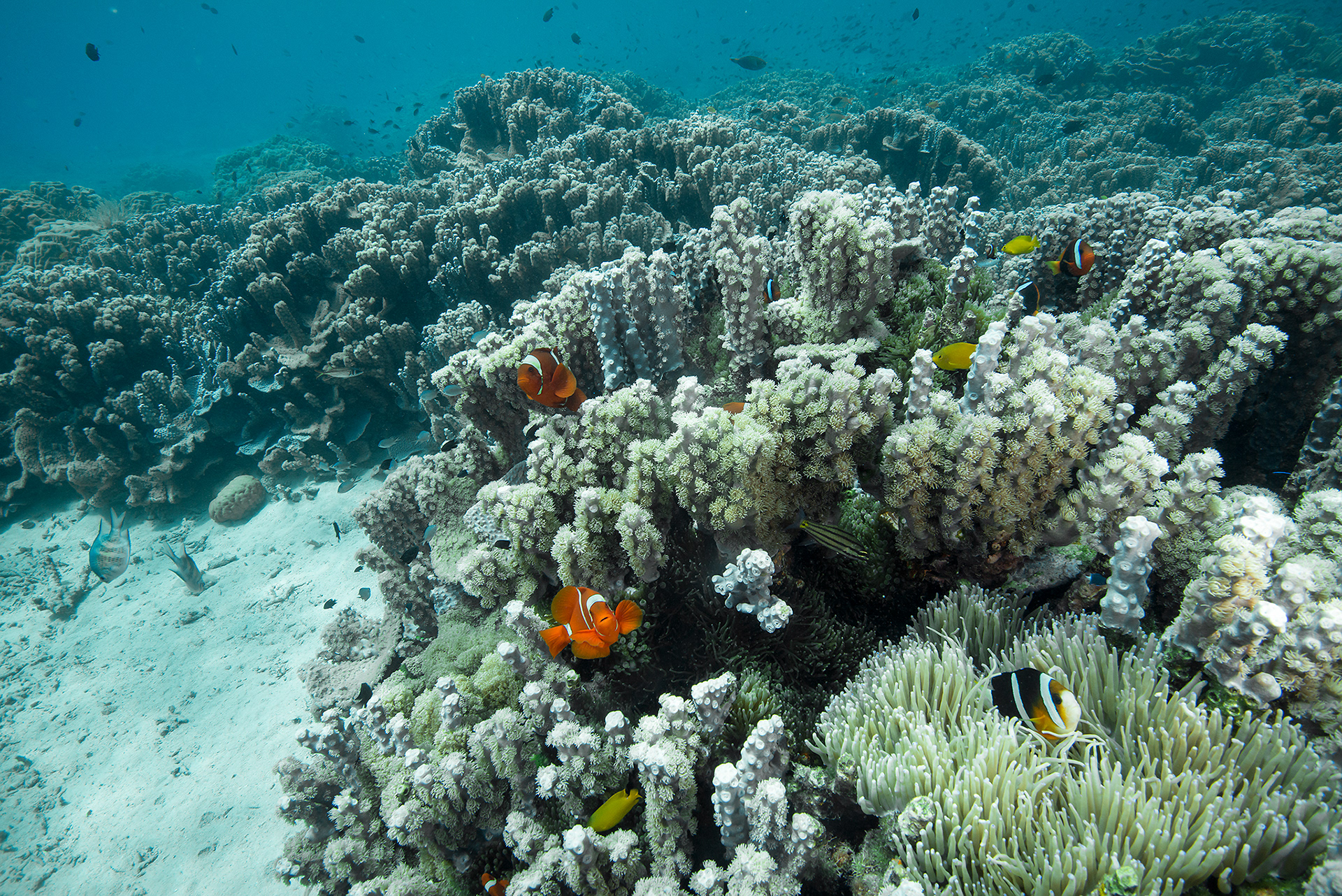 Amphiprion paradise