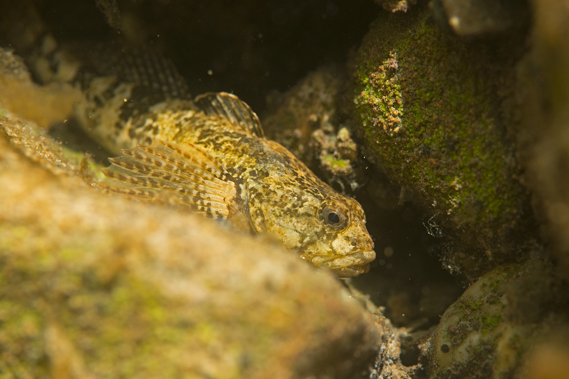 Cottus rondeleti - Chabot de l'Hérault